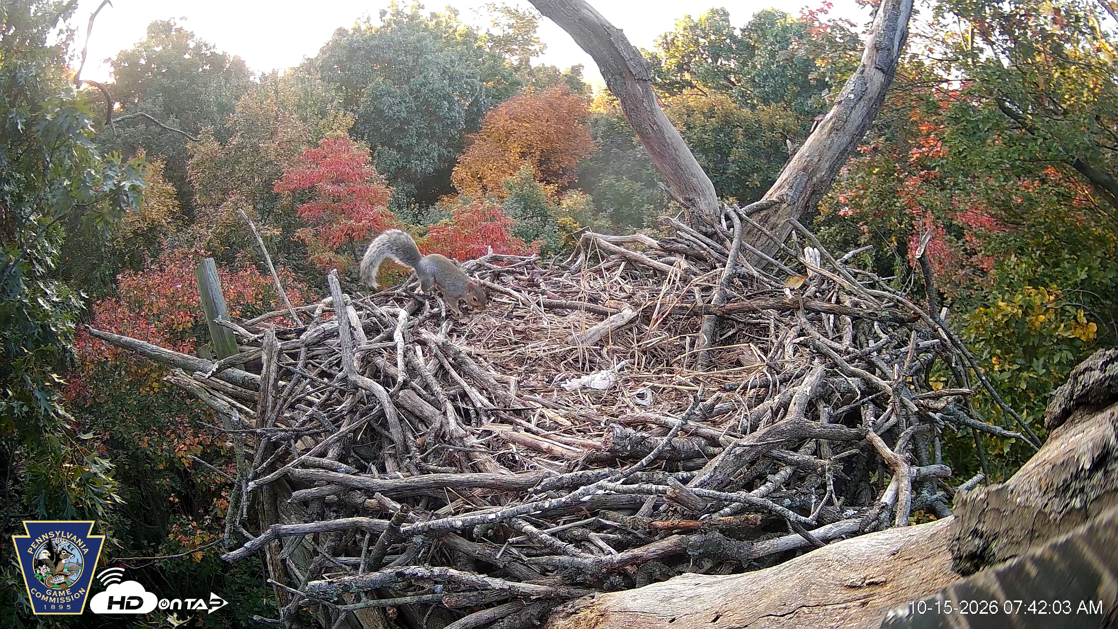 Snapshot of Hanover Eagles Live Cam taken Oct 15, 2026, 7:43am EDT