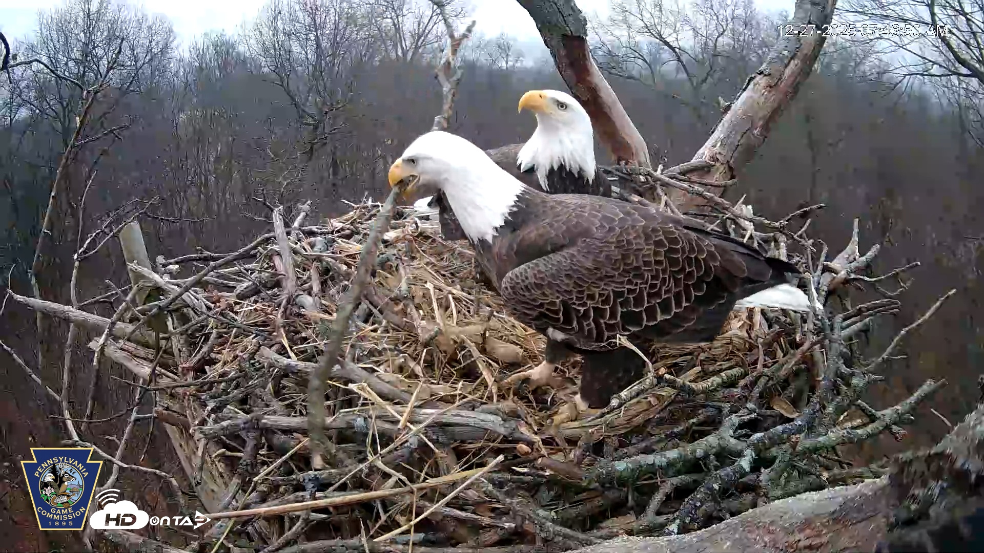 Snapshot of Hanover Eagles Live Cam taken Dec 27, 2025, 7:46am EST