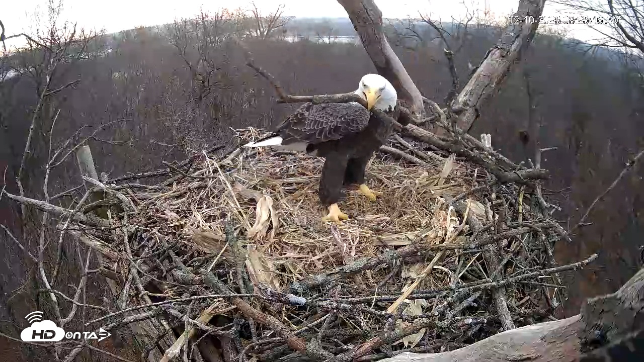 Snapshot of Hanover Eagles Live Cam taken Dec 10, 2025, 8:26am EST
