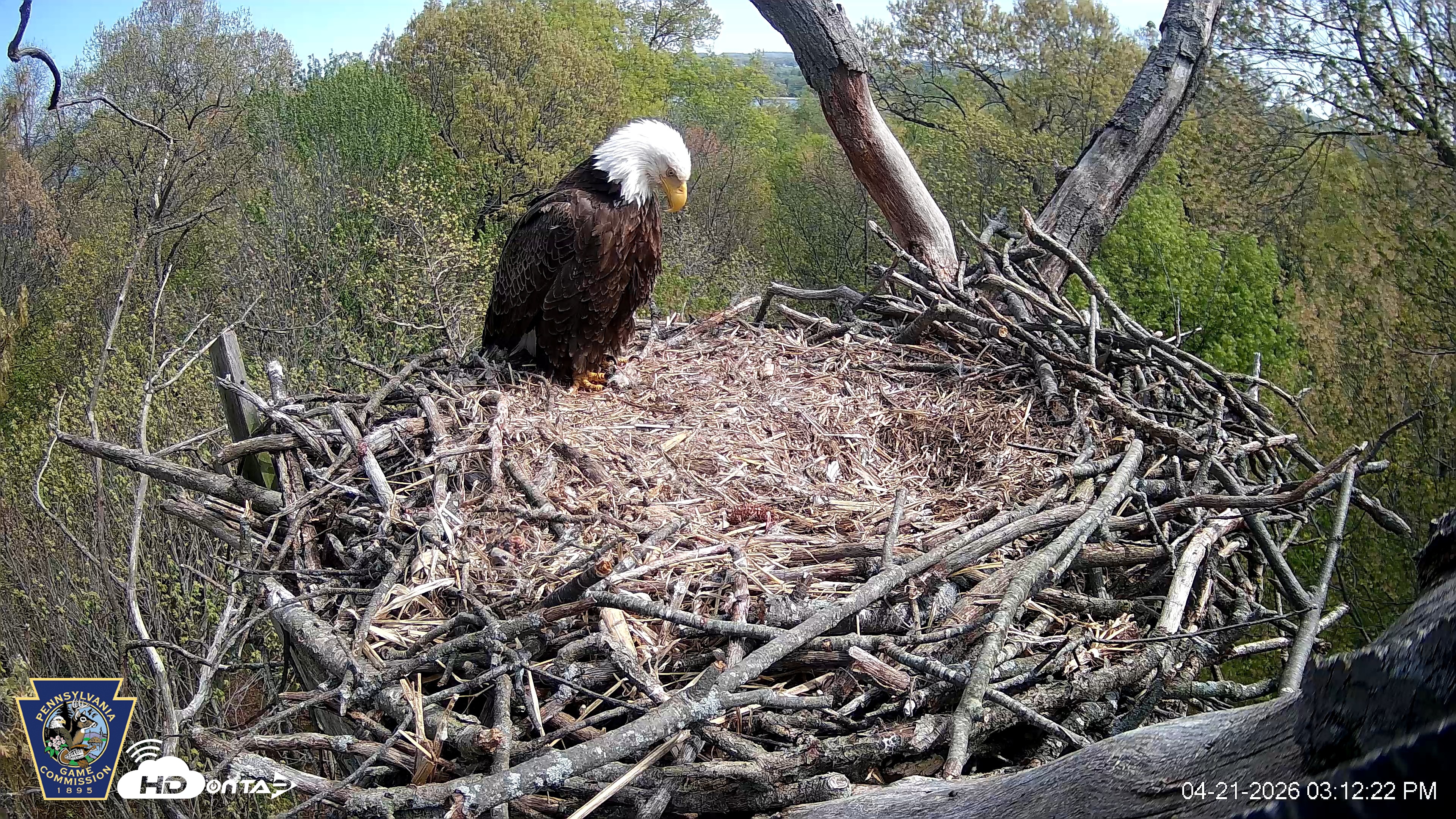 Snapshot of Hanover Eagles Live Cam taken Apr 21, 2026, 3:12pm EDT