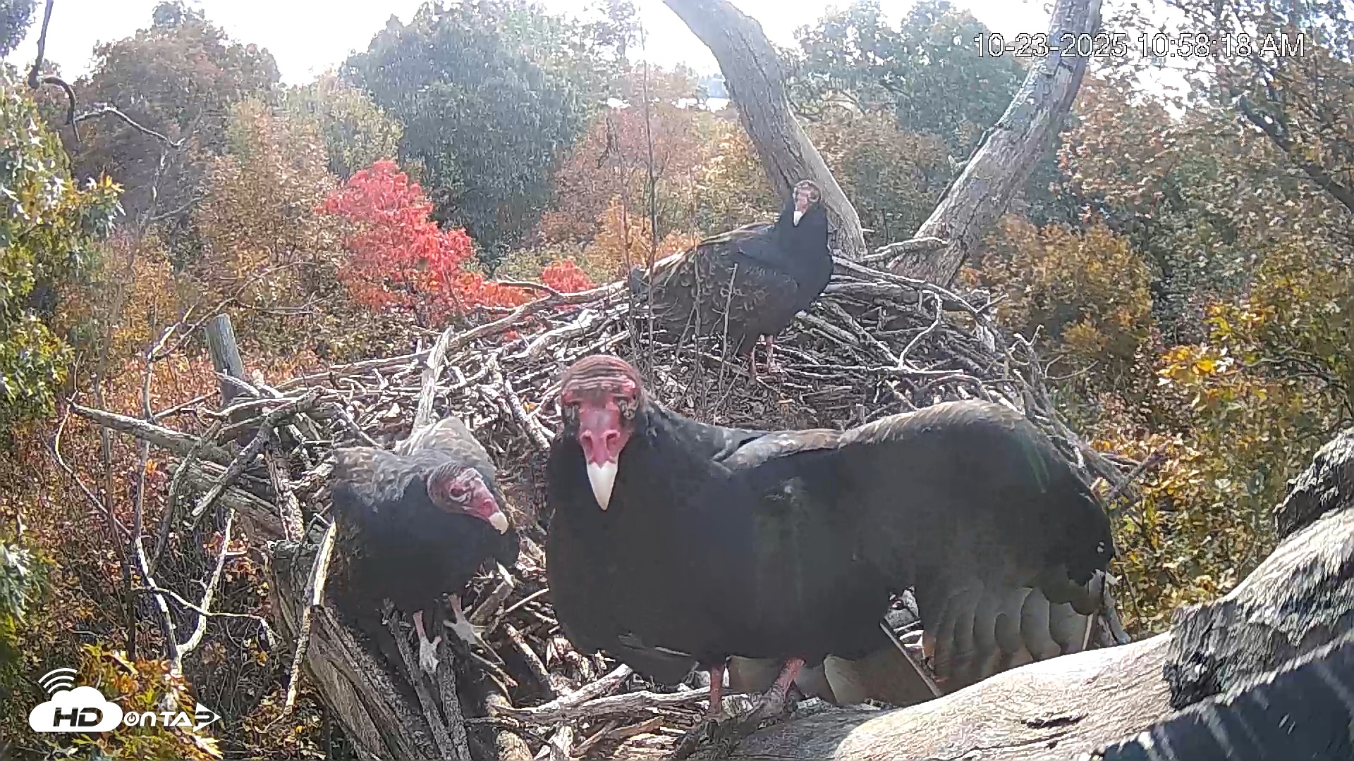 Snapshot of Hanover Eagles Live Cam taken Oct 23, 2025, 10:58am EDT