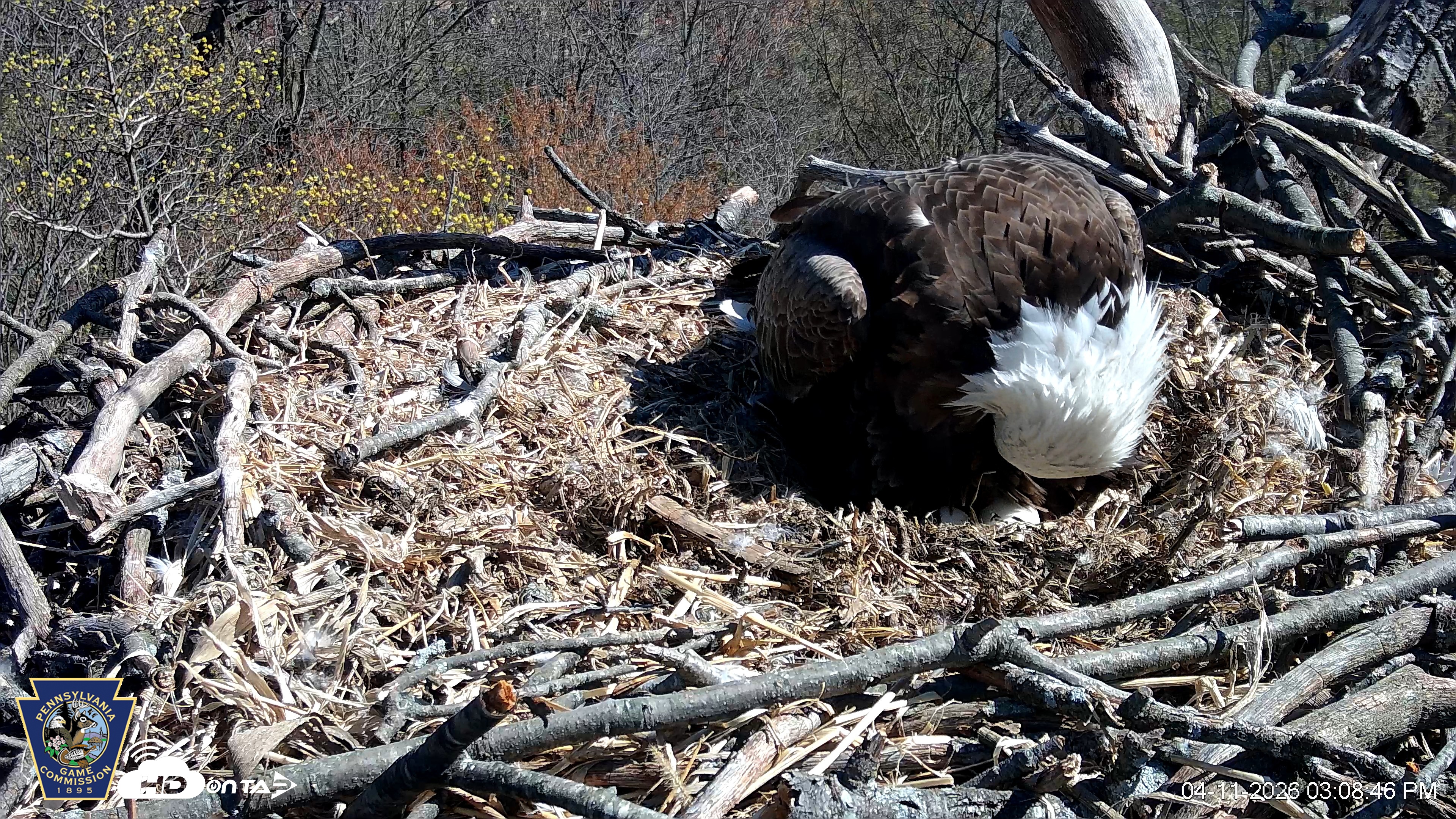 Snapshot of Hanover Eagles Live Cam taken Apr 11, 2026, 3:09pm EDT