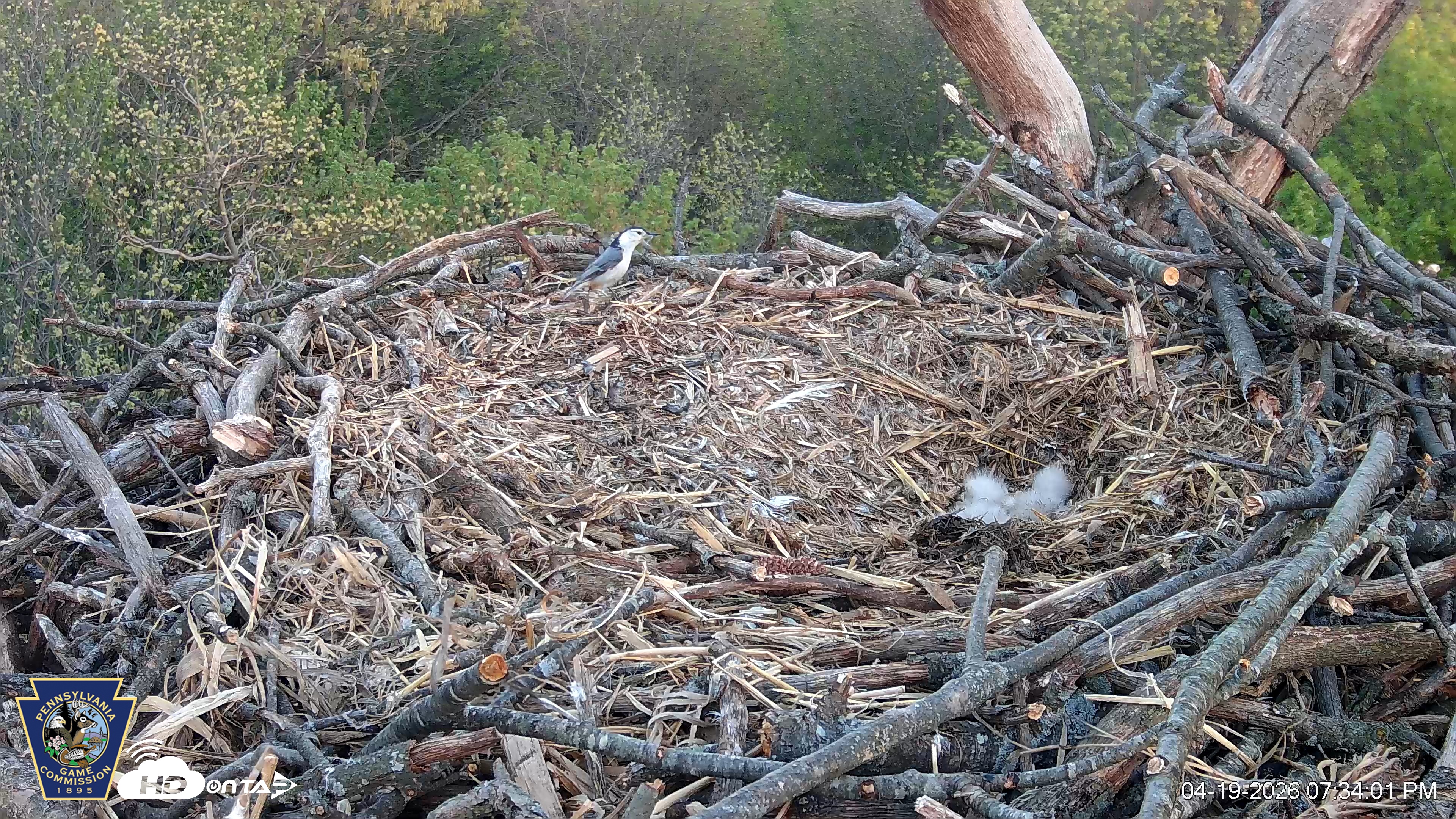 Snapshot of Hanover Eagles Live Cam taken Apr 19, 2026, 7:34pm EDT