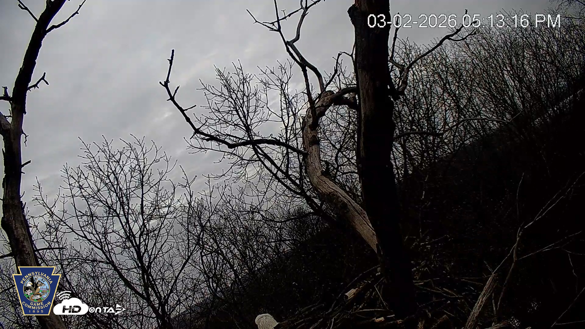 Snapshot of Hanover Eagles Live Cam taken Mar 2, 2026, 5:14pm EST