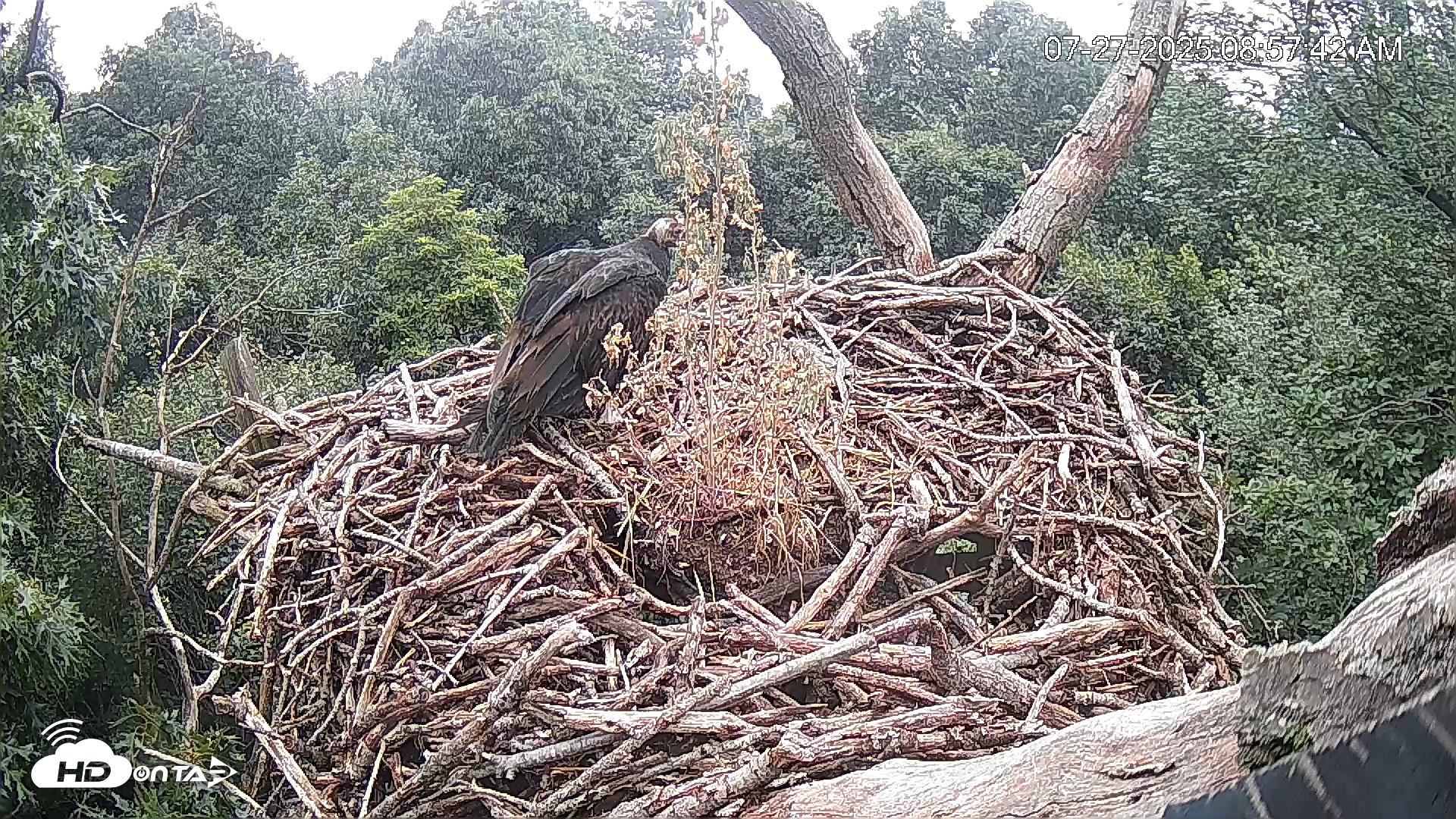Snapshot of Hanover Eagles Live Cam taken Jul 27, 2025, 8:58am EDT