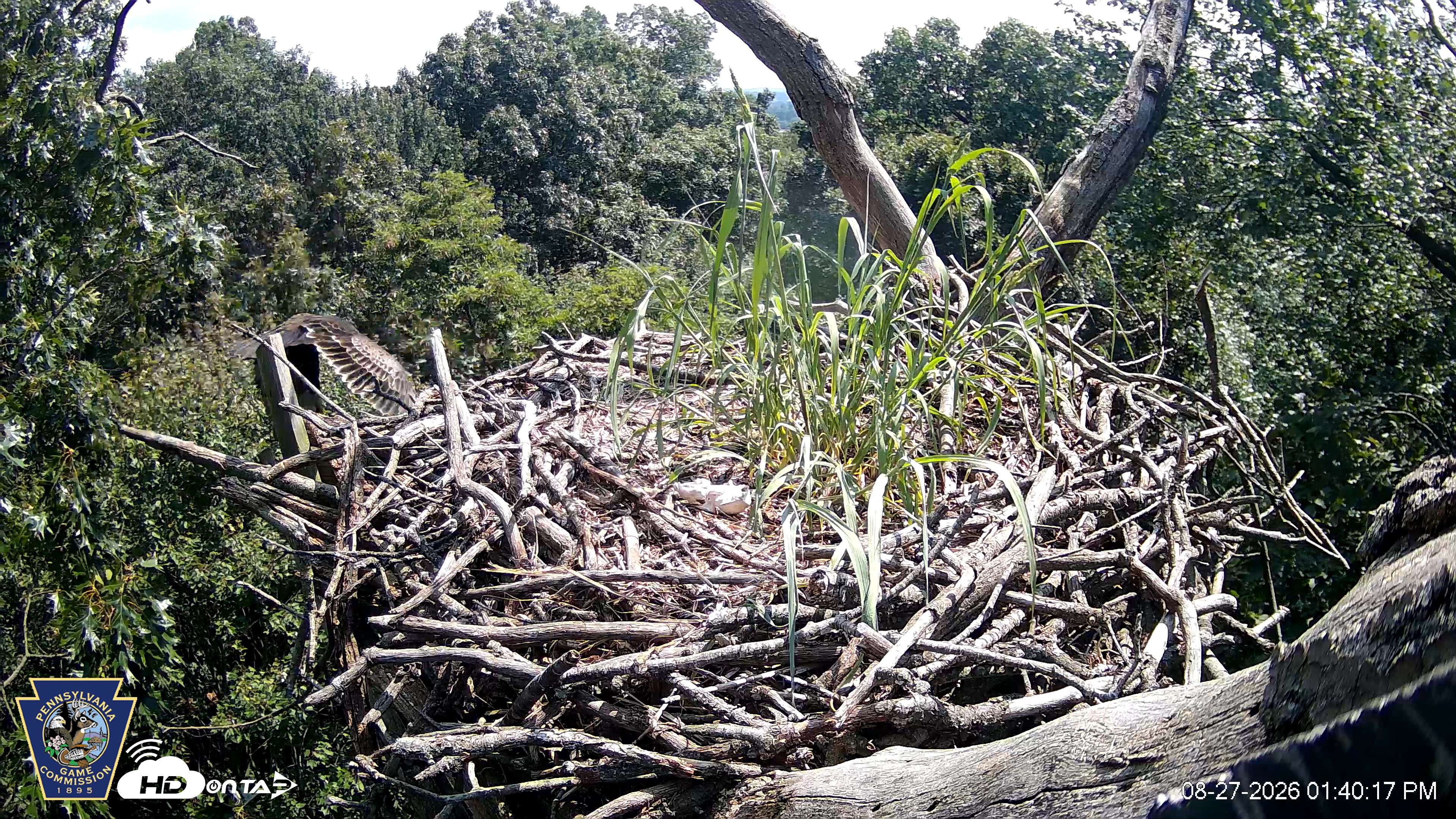 Snapshot of Hanover Eagles Live Cam taken Aug 27, 2026, 1:41pm EDT
