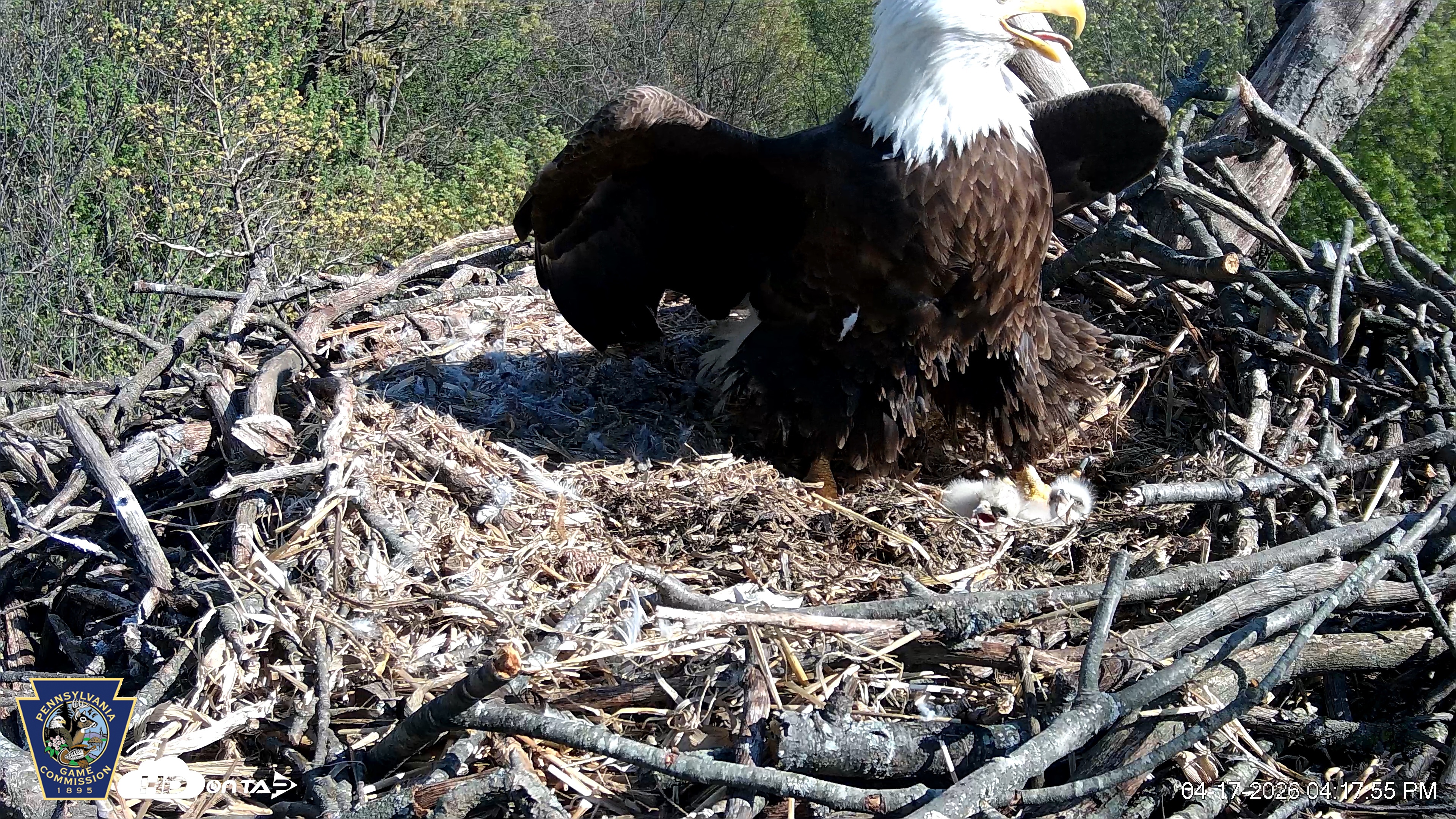 Snapshot of Hanover Eagles Live Cam taken Apr 17, 2026, 4:18pm EDT