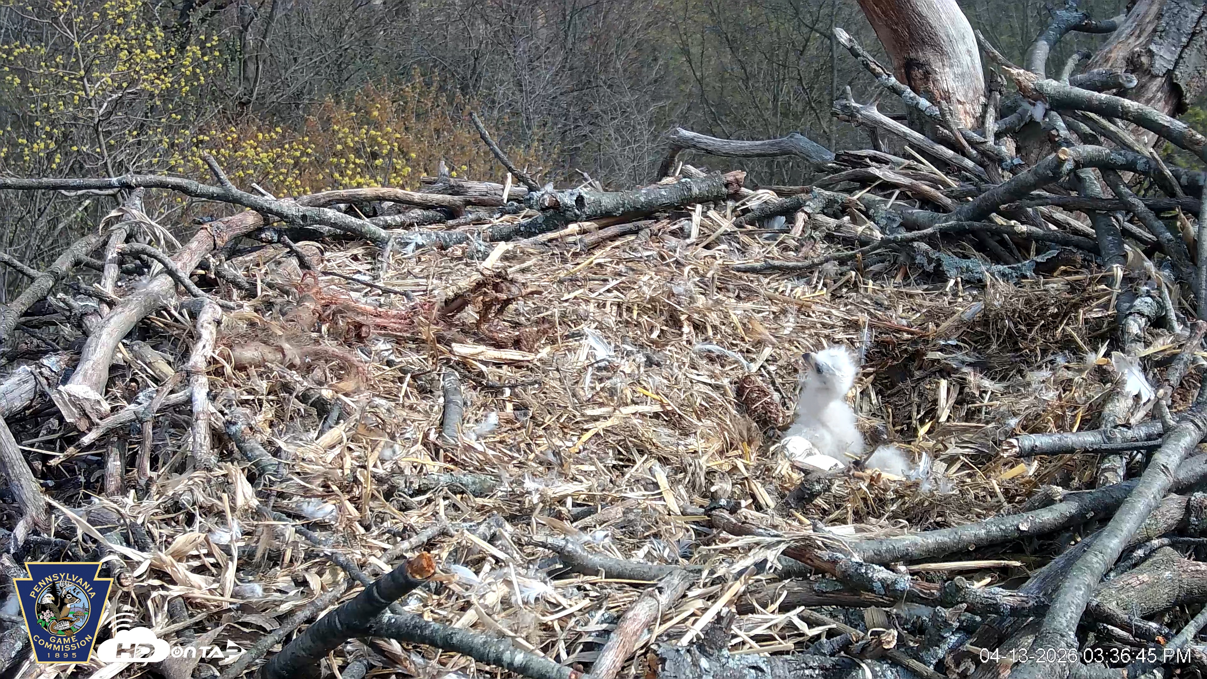 Snapshot of Hanover Eagles Live Cam taken Apr 13, 2026, 3:37pm EDT