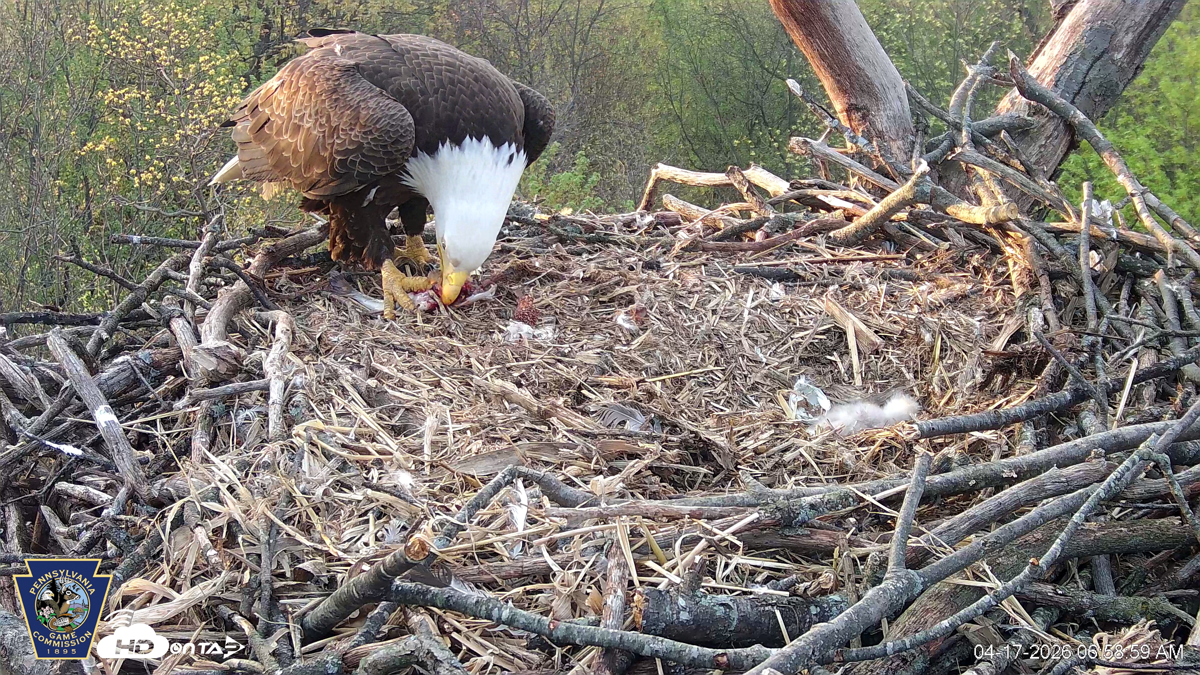 Snapshot of Hanover Eagles Live Cam taken Apr 17, 2026, 6:59am EDT