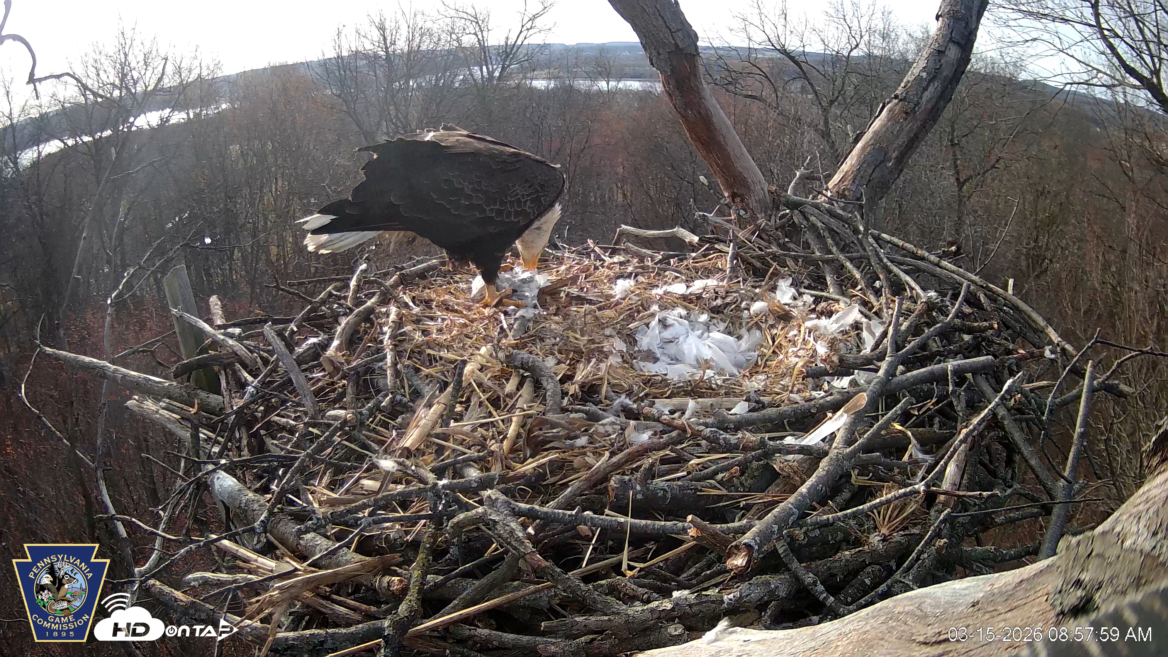 Snapshot of Hanover Eagles Live Cam taken Mar 15, 2026, 8:59am EDT
