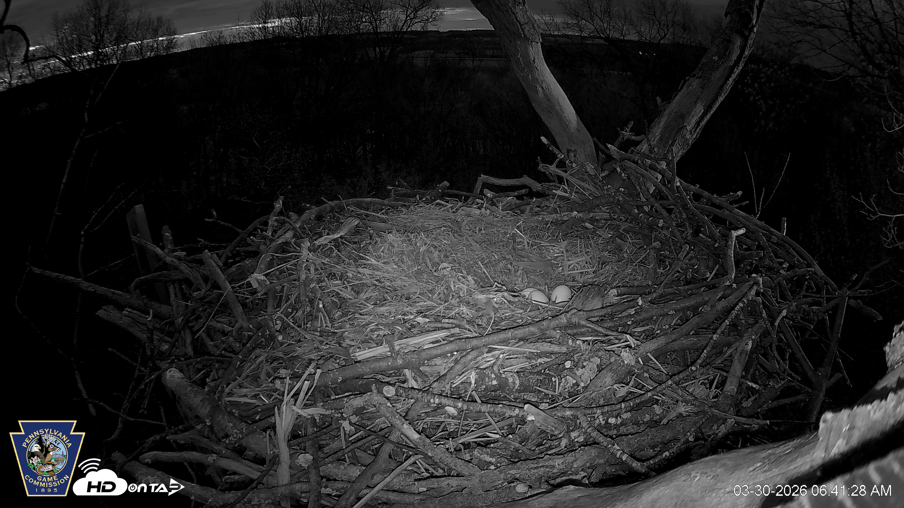 Snapshot of Hanover Eagles Live Cam taken Mar 30, 2026, 6:42am EDT