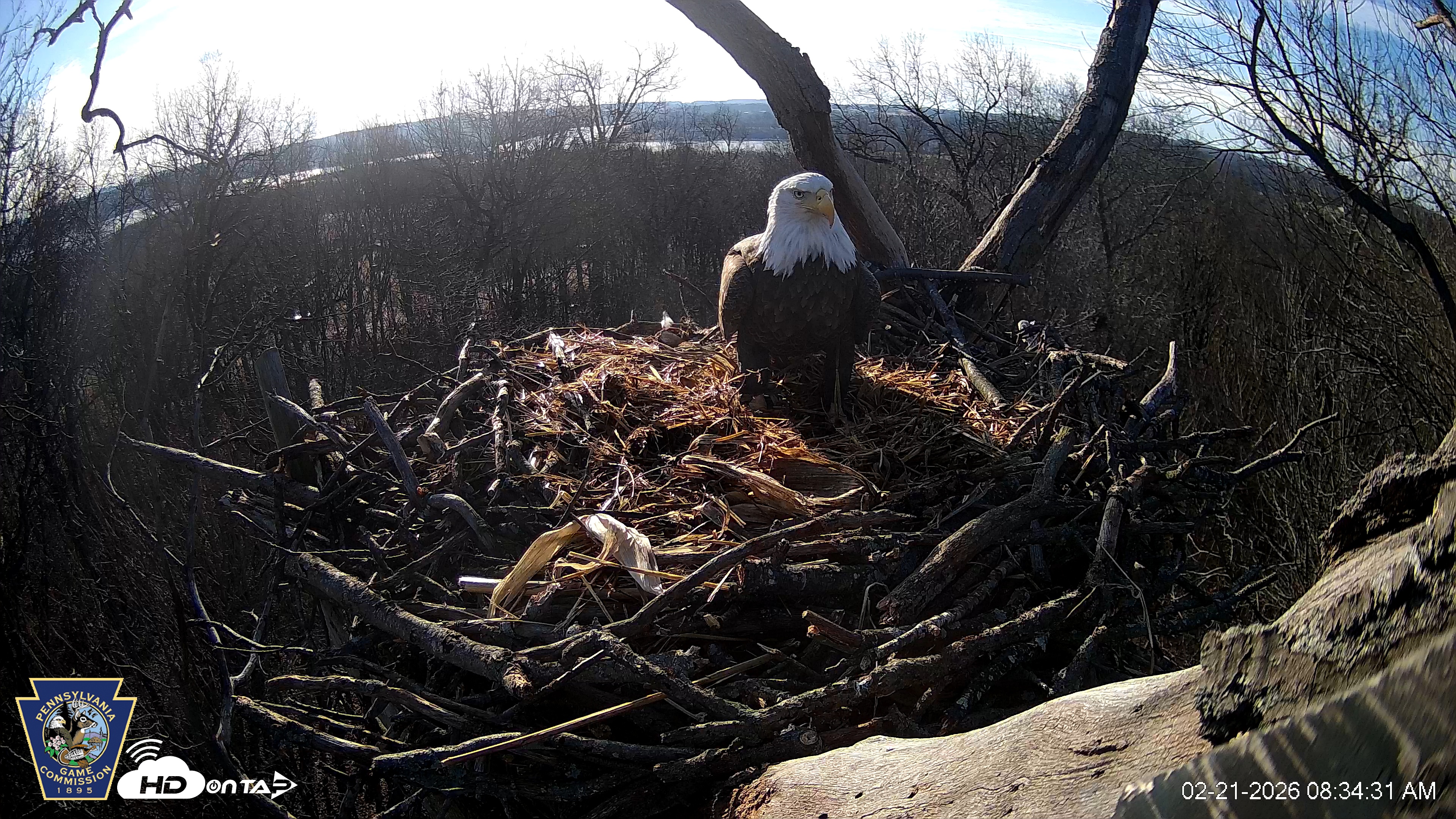 Snapshot of Hanover Eagles Live Cam taken Feb 21, 2026, 8:34am EST