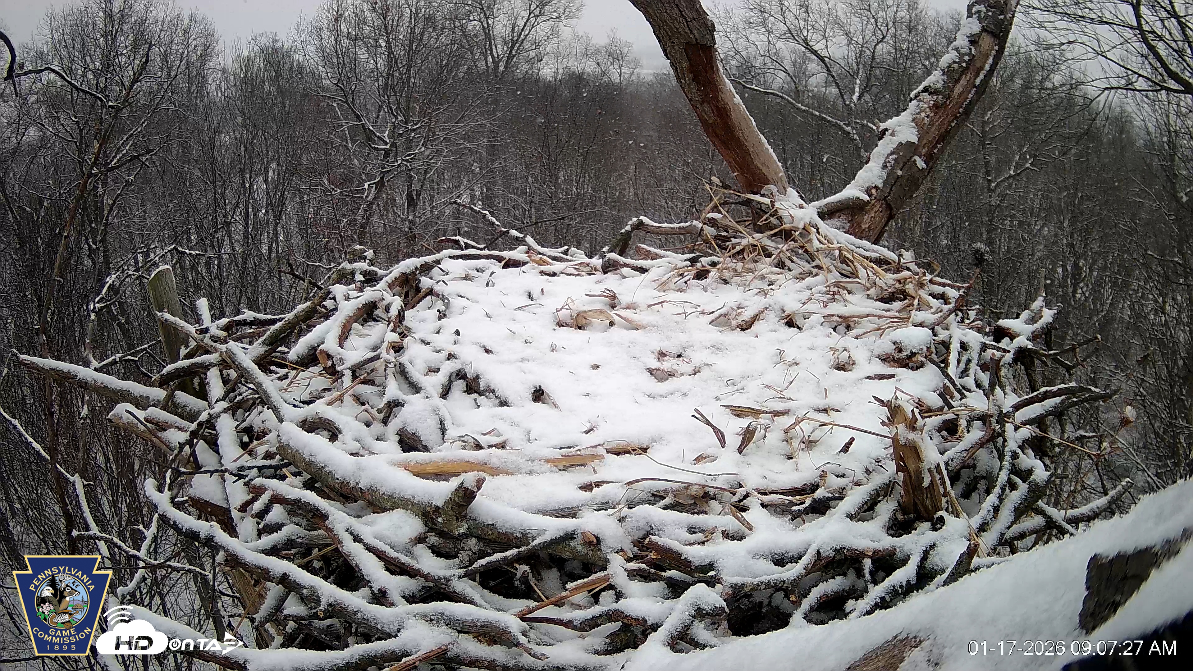Snapshot of Hanover Eagles Live Cam taken Jan 17, 2026, 9:07am EST