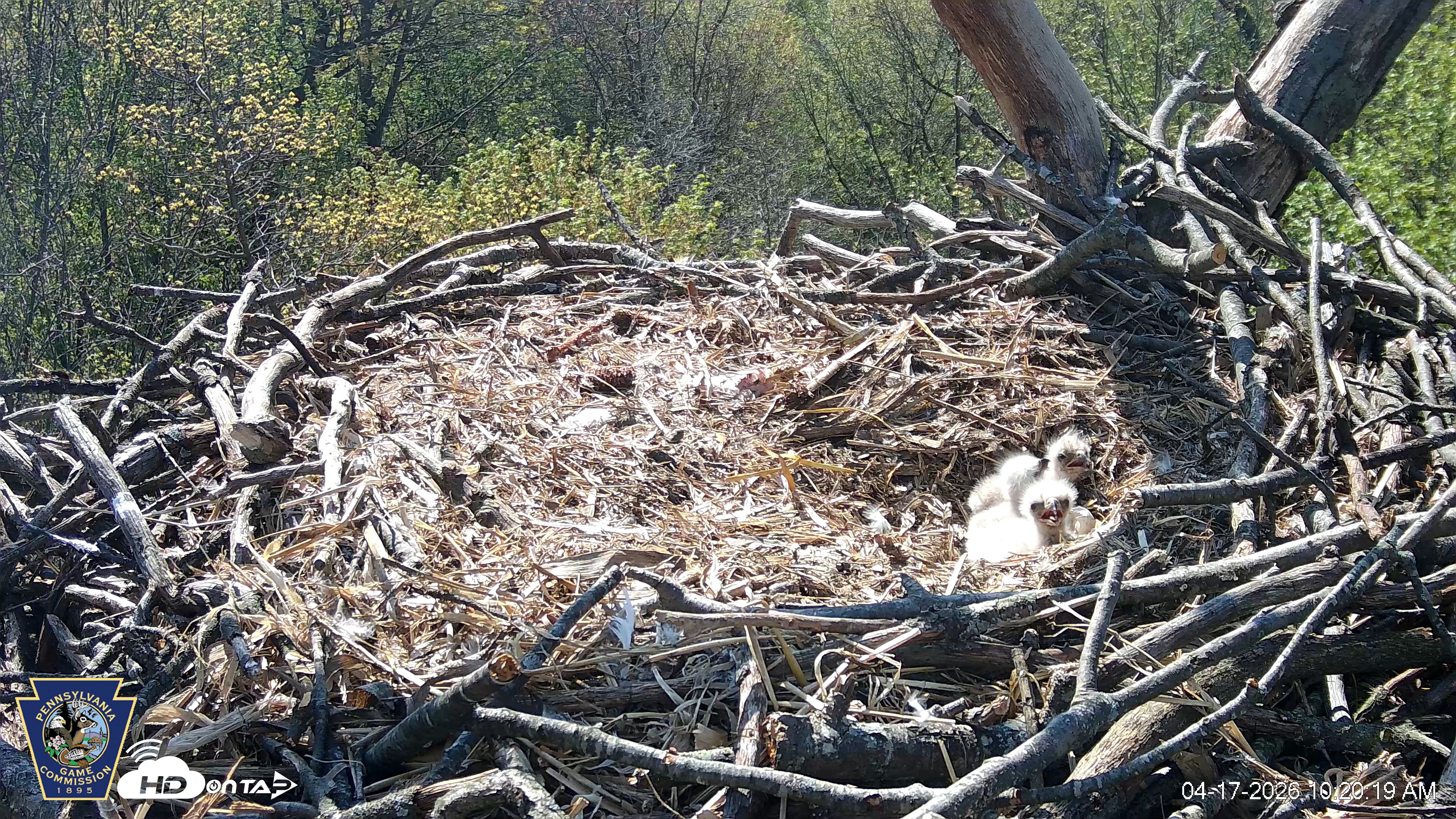 Snapshot of Hanover Eagles Live Cam taken Apr 17, 2026, 10:20am EDT