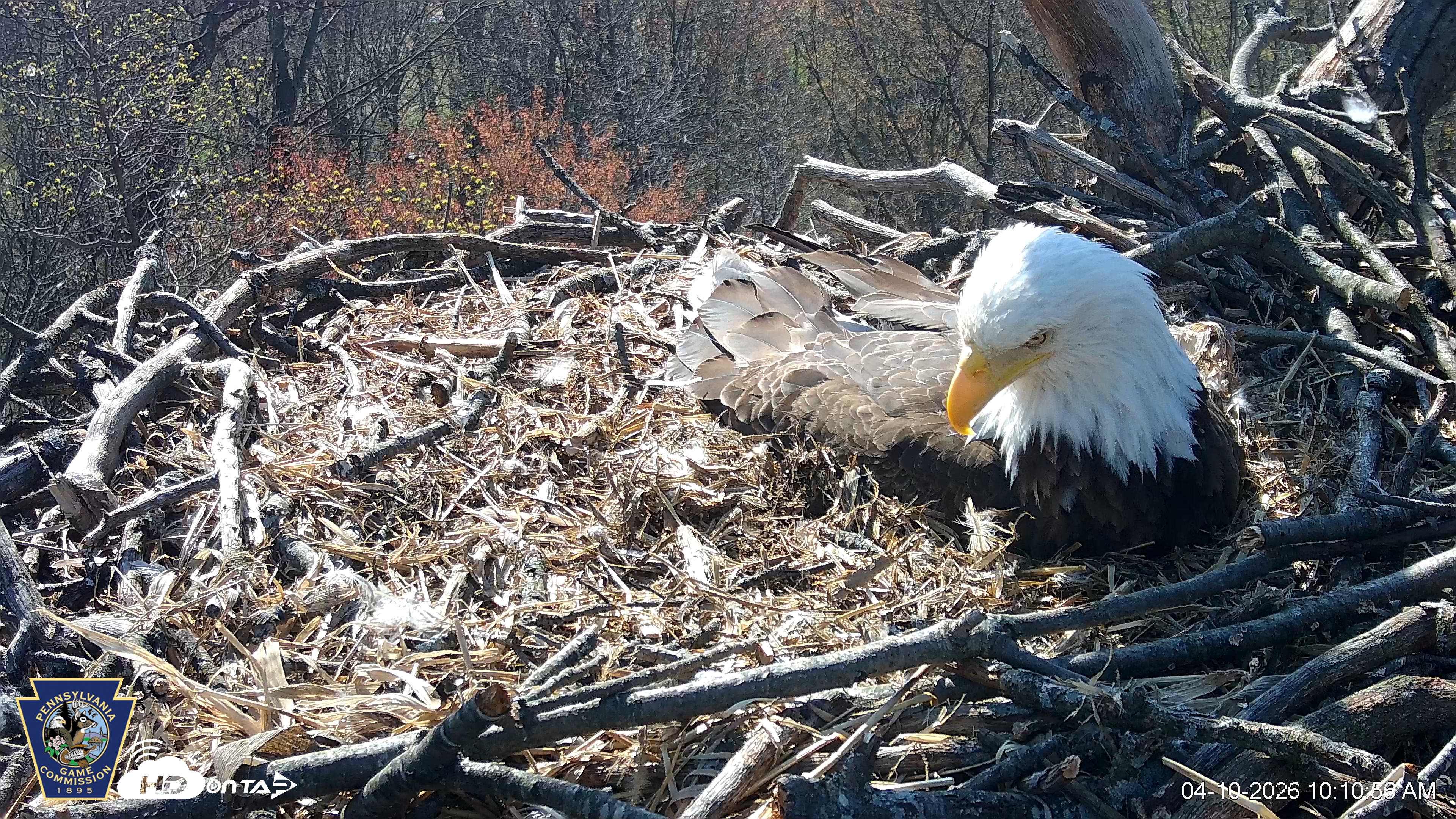 Snapshot of Hanover Eagles Live Cam taken Apr 10, 2026, 10:11am EDT