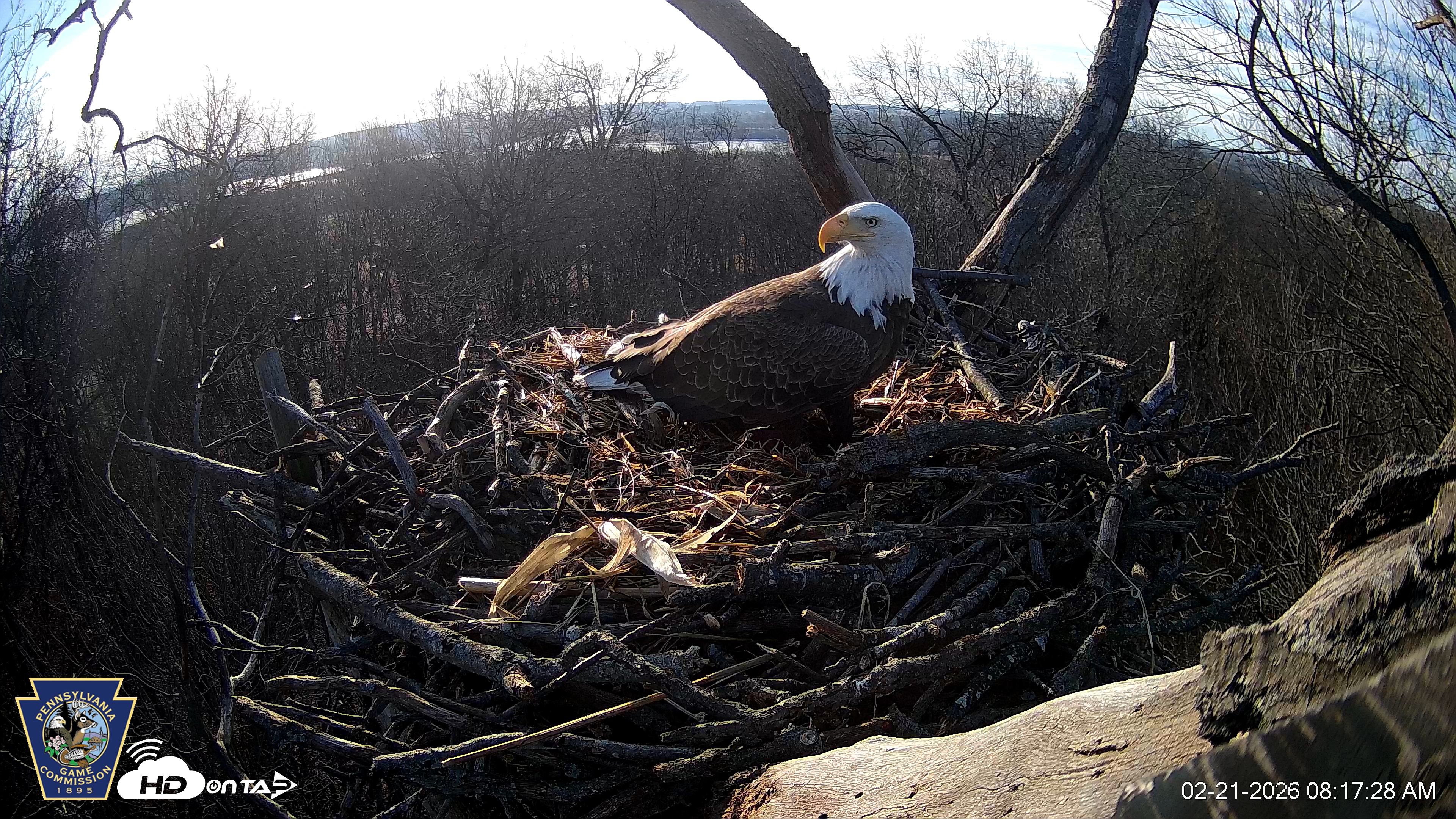 Snapshot of Hanover Eagles Live Cam taken Feb 21, 2026, 8:17am EST