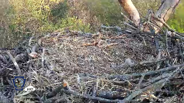 Snapshot of Hanover Eagles Live Cam taken Apr 16, 2026, 6:51pm EDT