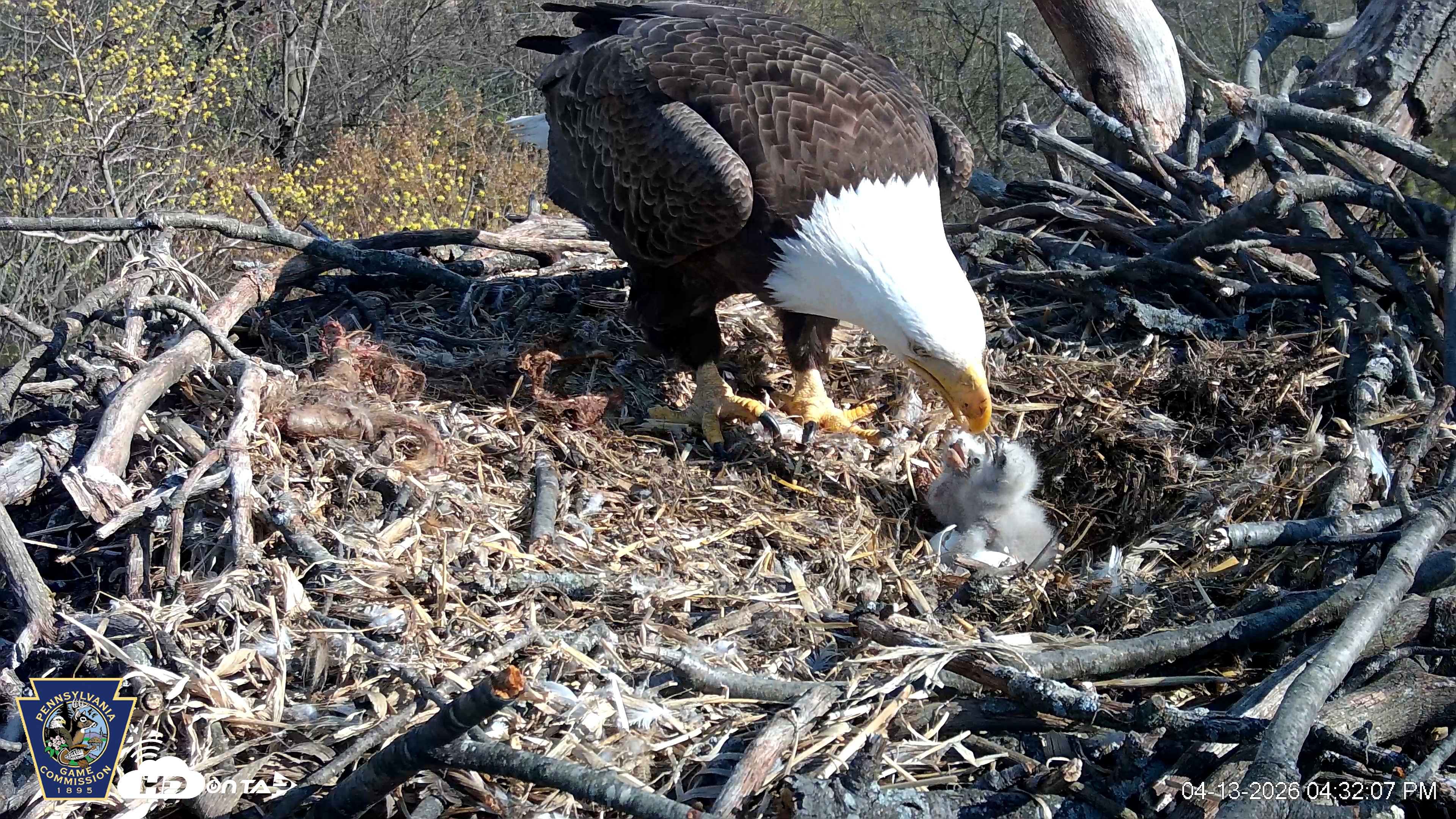 Snapshot of Hanover Eagles Live Cam taken Apr 13, 2026, 4:32pm EDT
