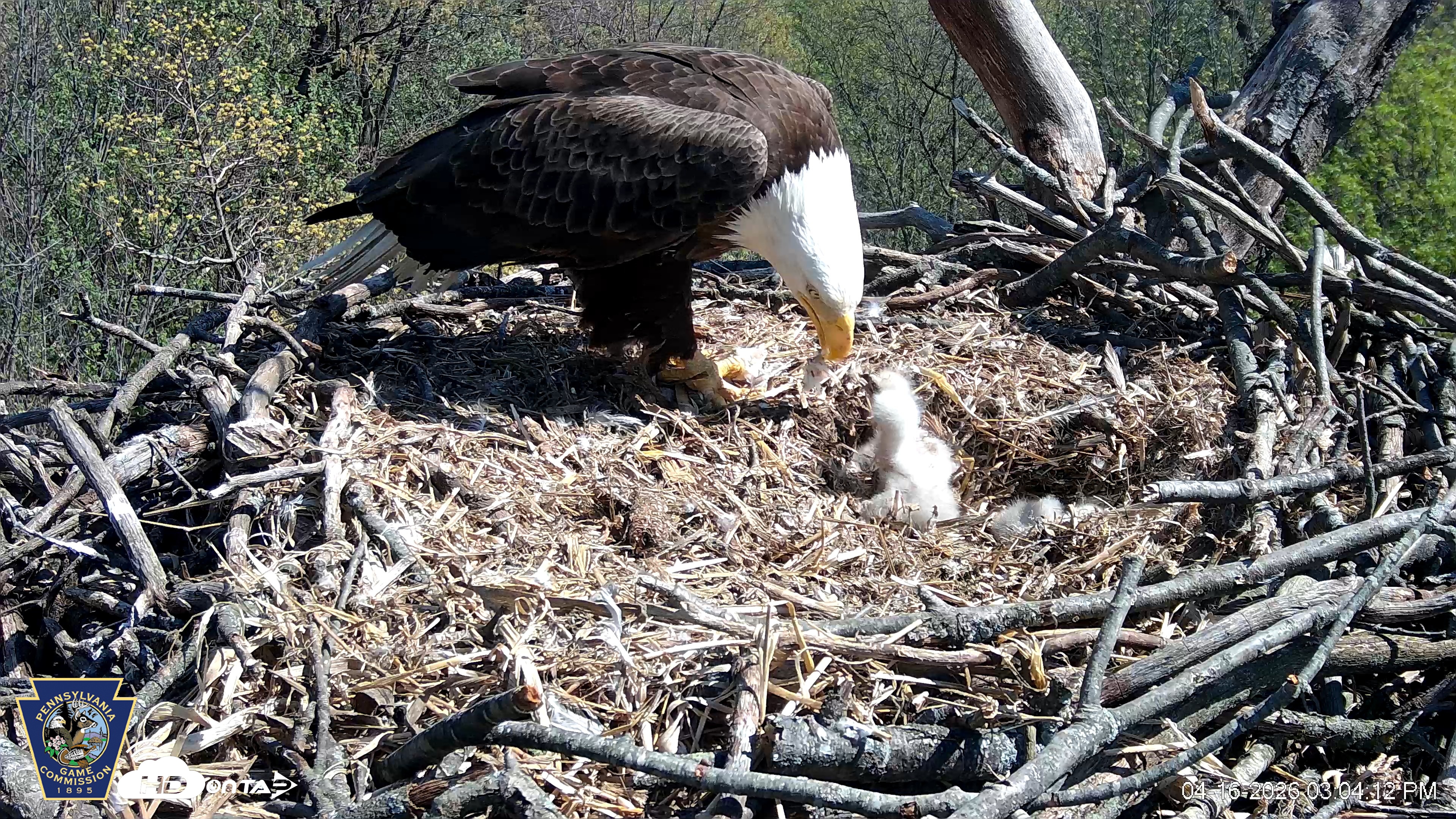 Snapshot of Hanover Eagles Live Cam taken Apr 16, 2026, 3:04pm EDT