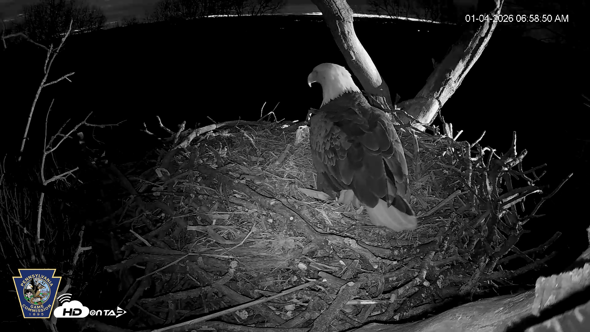 Snapshot of Hanover Eagles Live Cam taken Jan 4, 2026, 6:59am EST