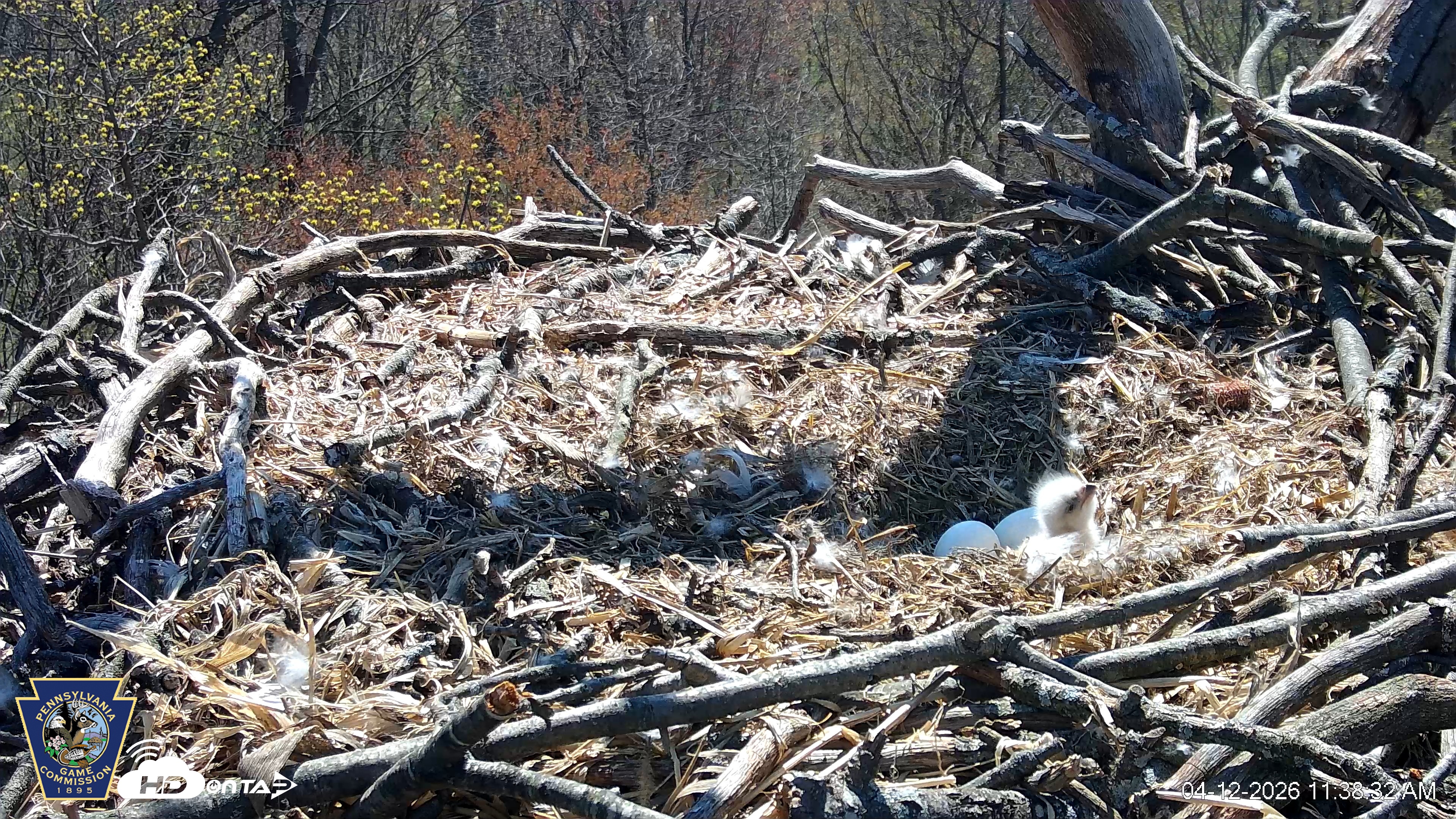 Snapshot of Hanover Eagles Live Cam taken Apr 12, 2026, 11:38am EDT