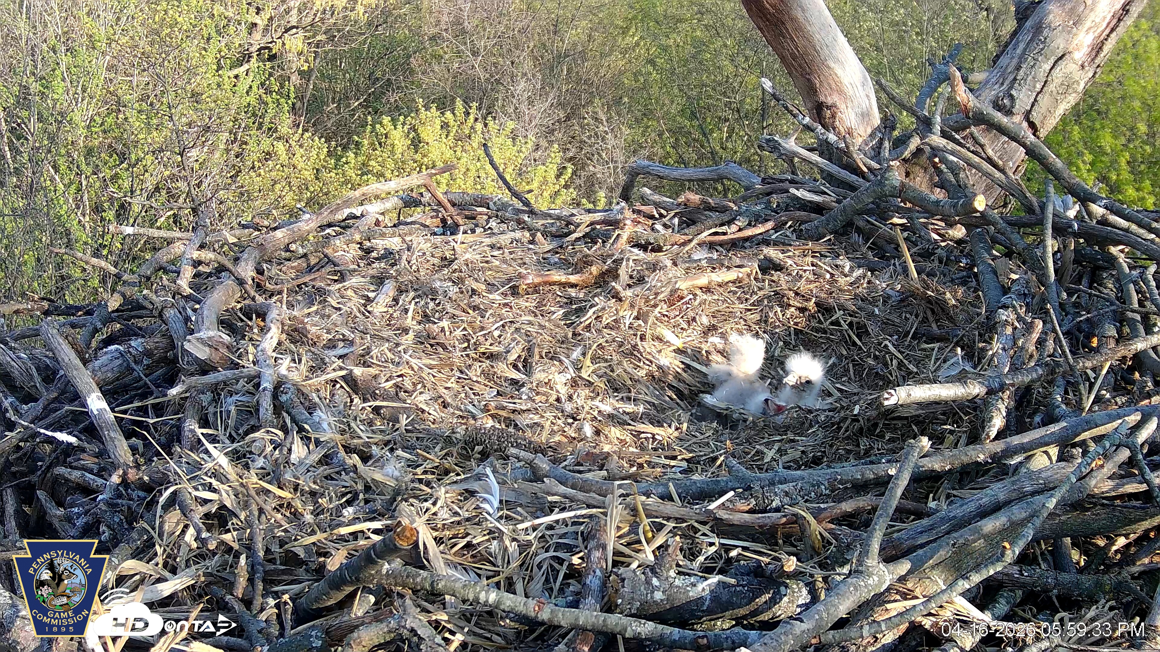 Snapshot of Hanover Eagles Live Cam taken Apr 16, 2026, 6:00pm EDT