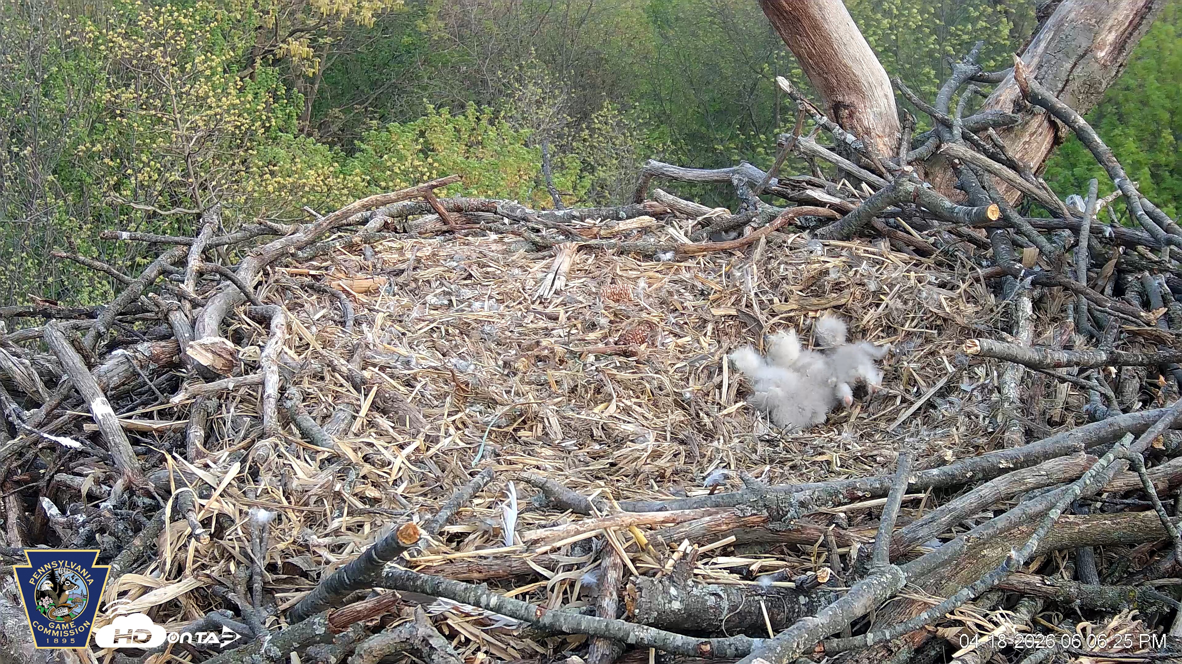 Snapshot of Hanover Eagles Live Cam taken Apr 18, 2026, 6:06pm EDT