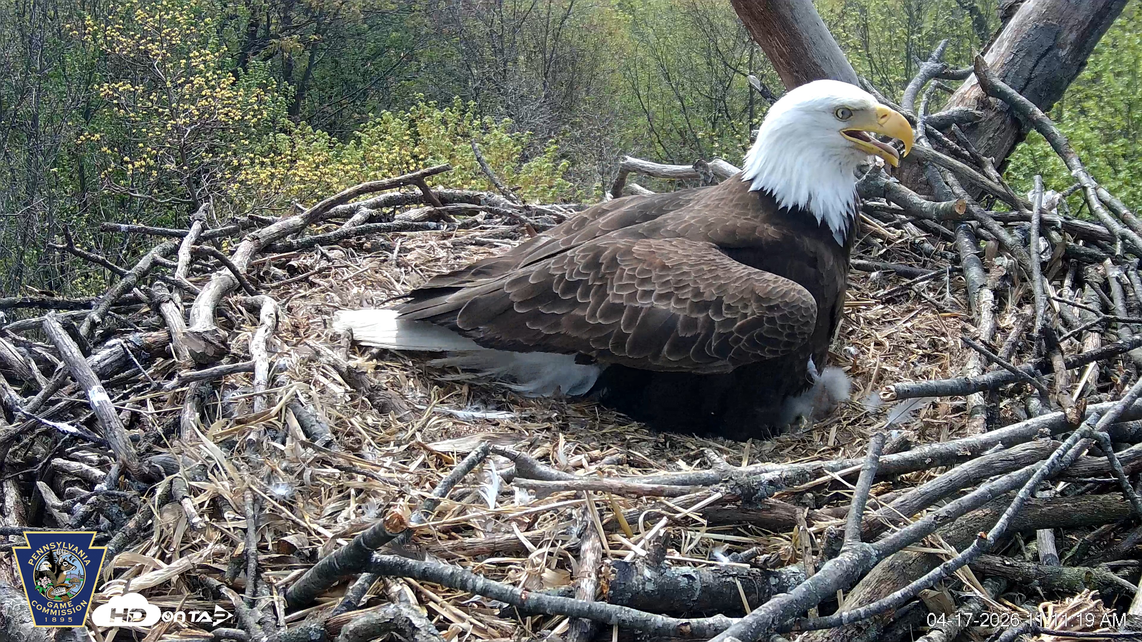 Snapshot of Hanover Eagles Live Cam taken Apr 17, 2026, 11:12am EDT