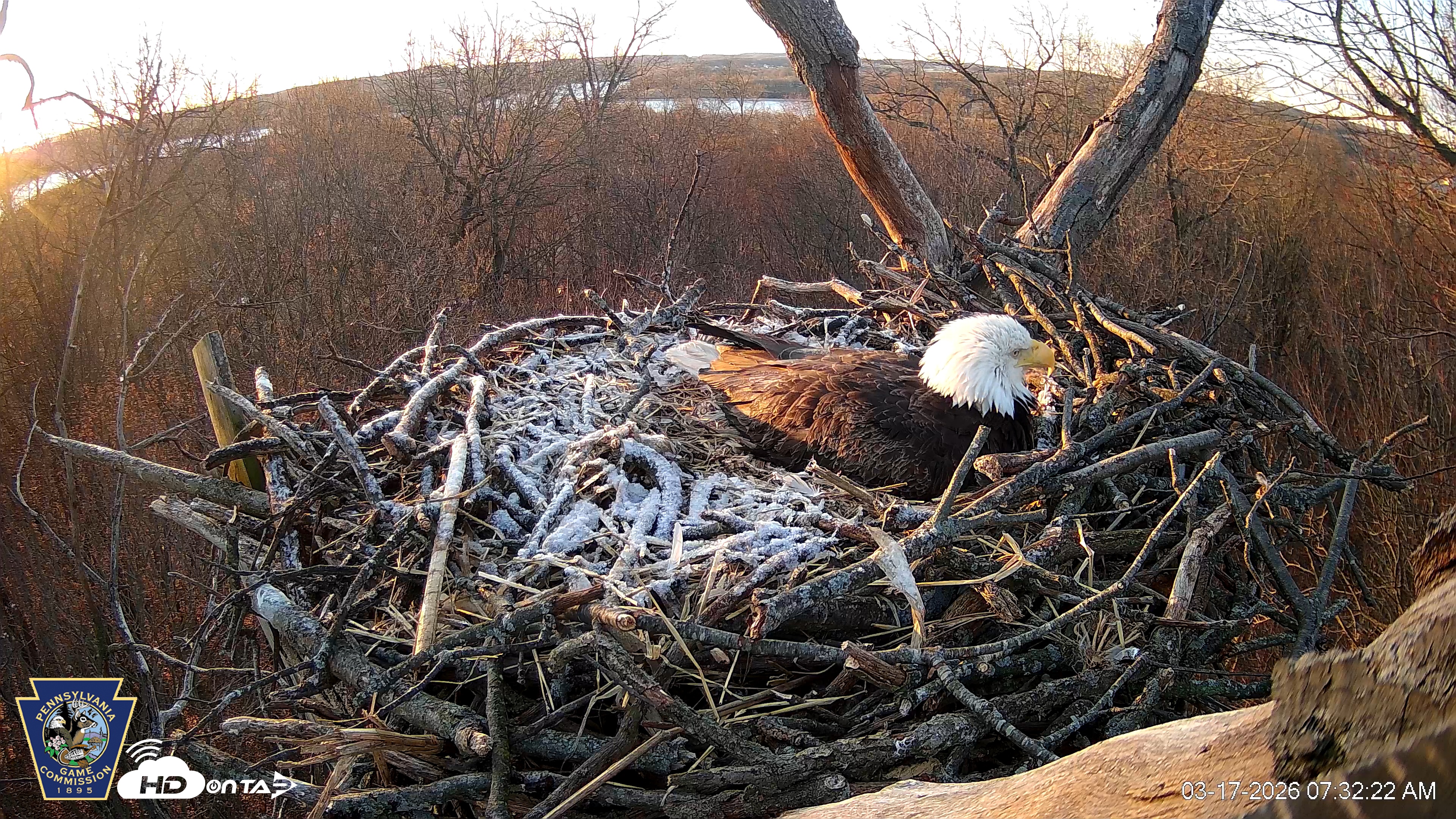 Snapshot of Hanover Eagles Live Cam taken Mar 17, 2026, 7:32am EDT