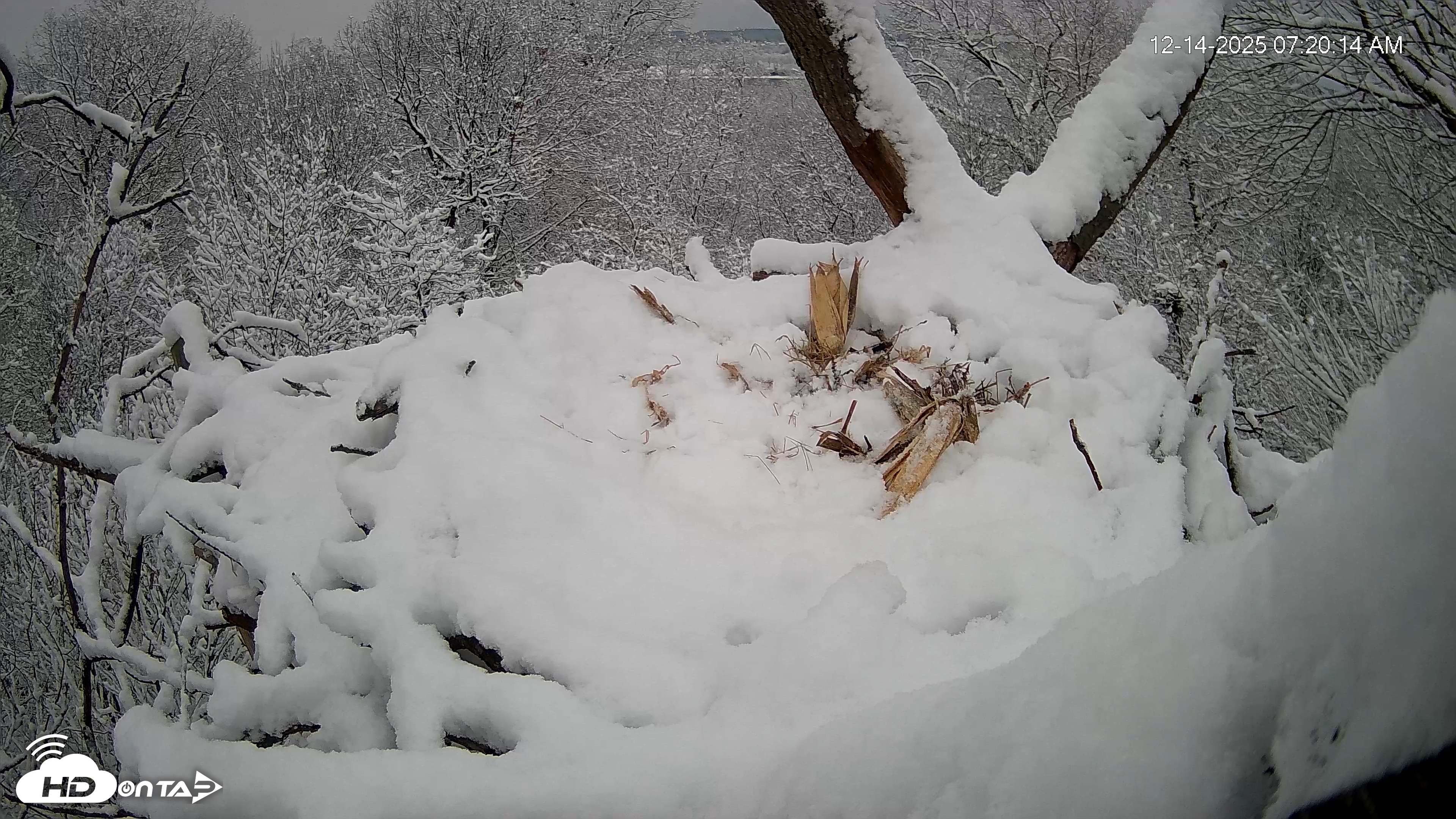 Snapshot of Hanover Eagles Live Cam taken Dec 14, 2025, 7:20am EST