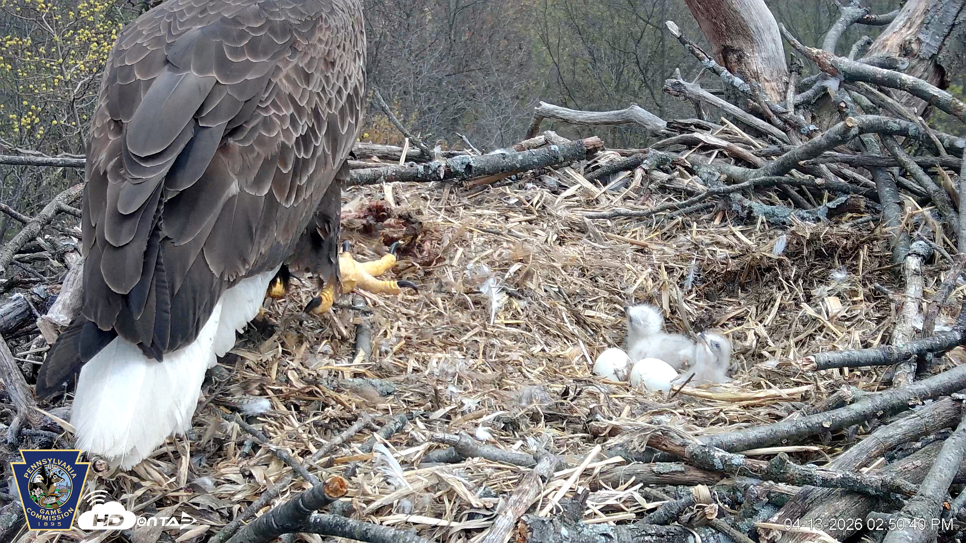 Snapshot of Hanover Eagles Live Cam taken Apr 13, 2026, 2:51pm EDT