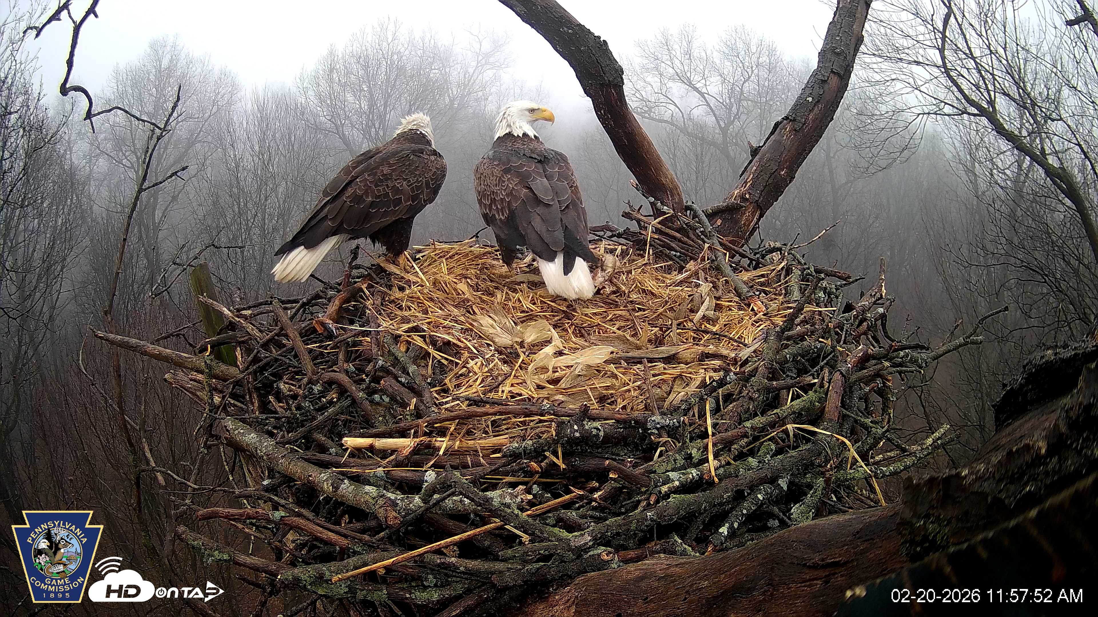Snapshot of Hanover Eagles Live Cam taken Feb 20, 2026, 11:58am EST