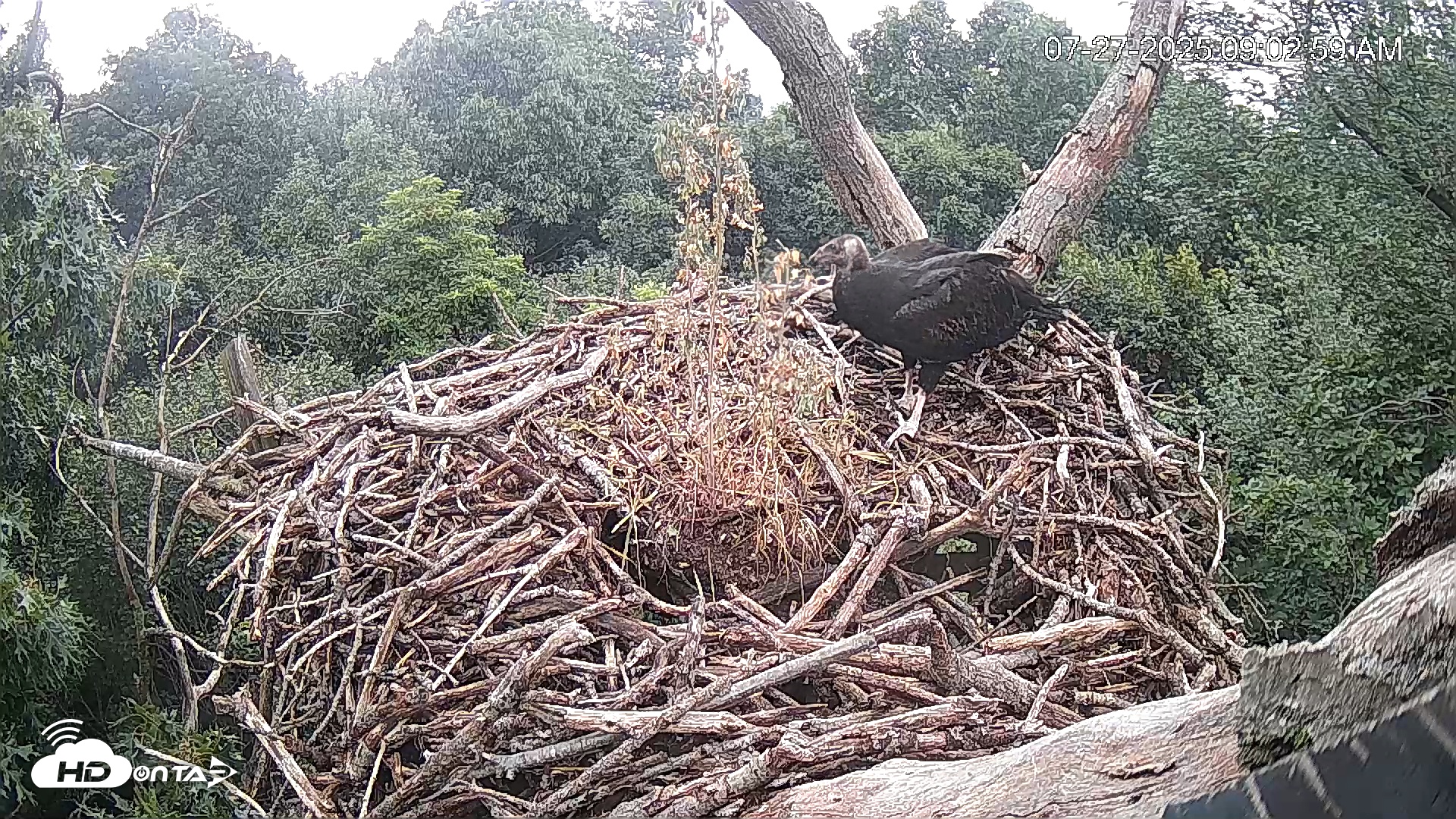 Snapshot of Hanover Eagles Live Cam taken Jul 27, 2025, 9:02am EDT