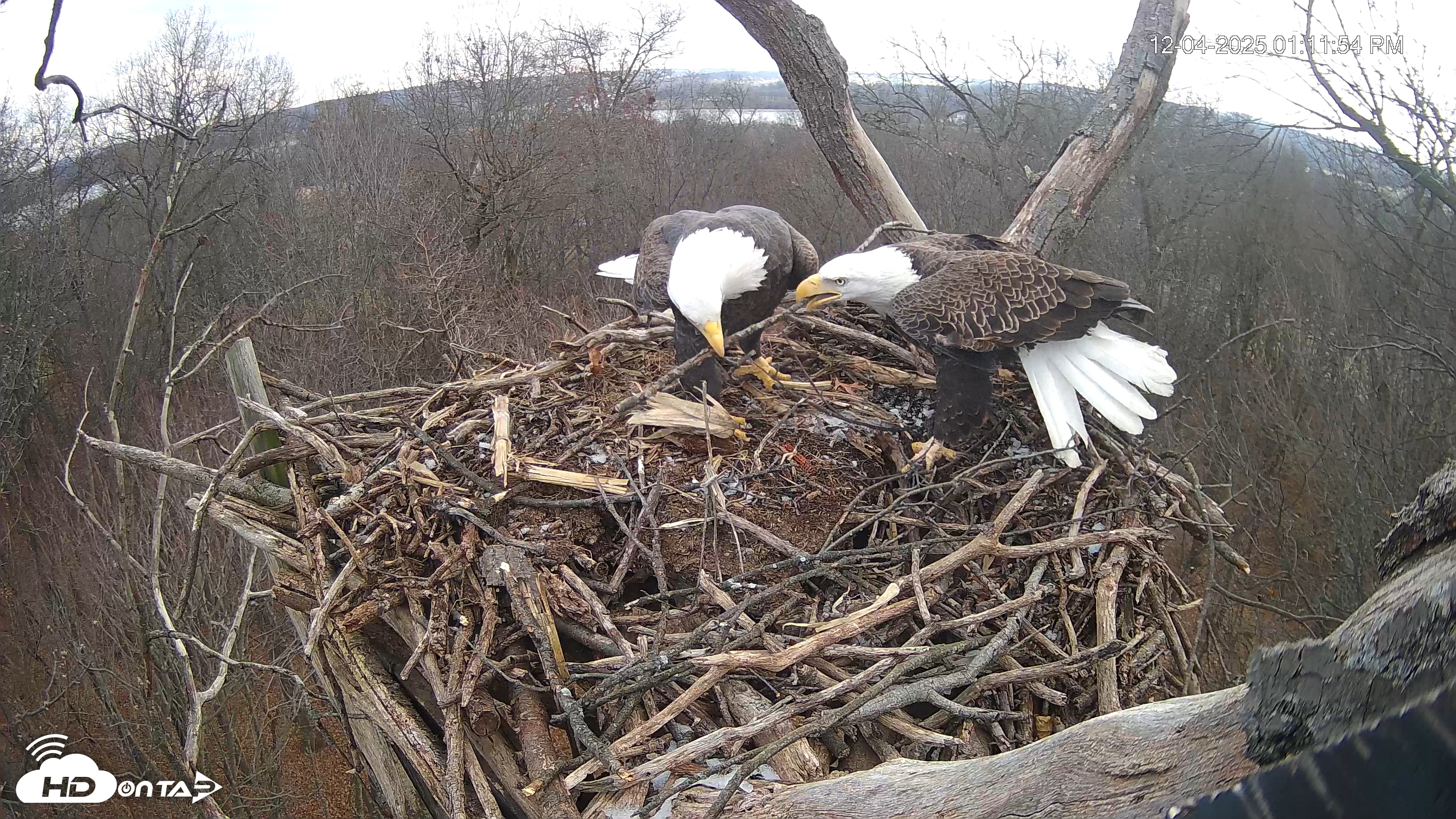 Snapshot of Hanover Eagles Live Cam taken Dec 4, 2025, 1:12pm EST