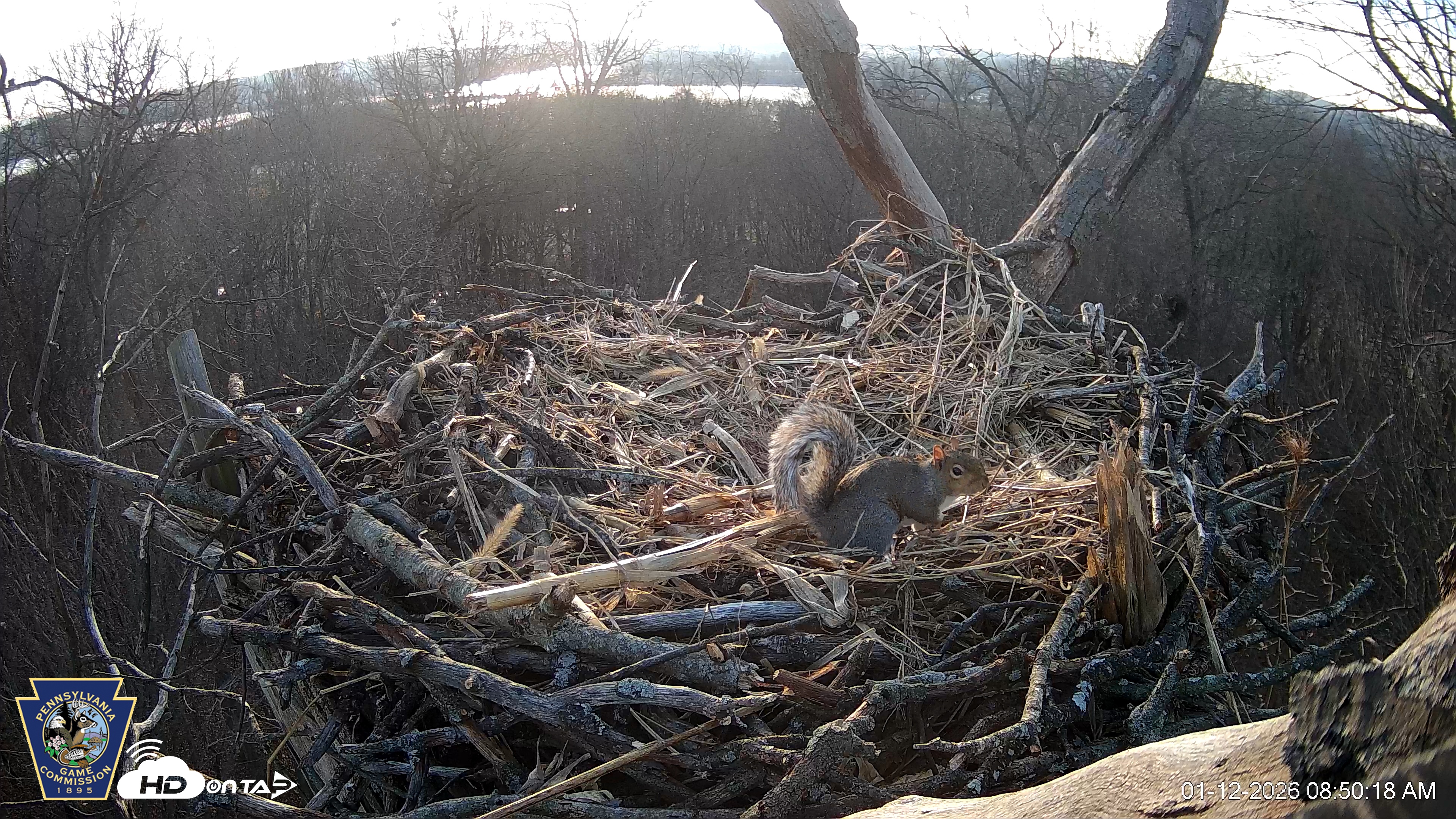 Snapshot of Hanover Eagles Live Cam taken Jan 12, 2026, 8:50am EST