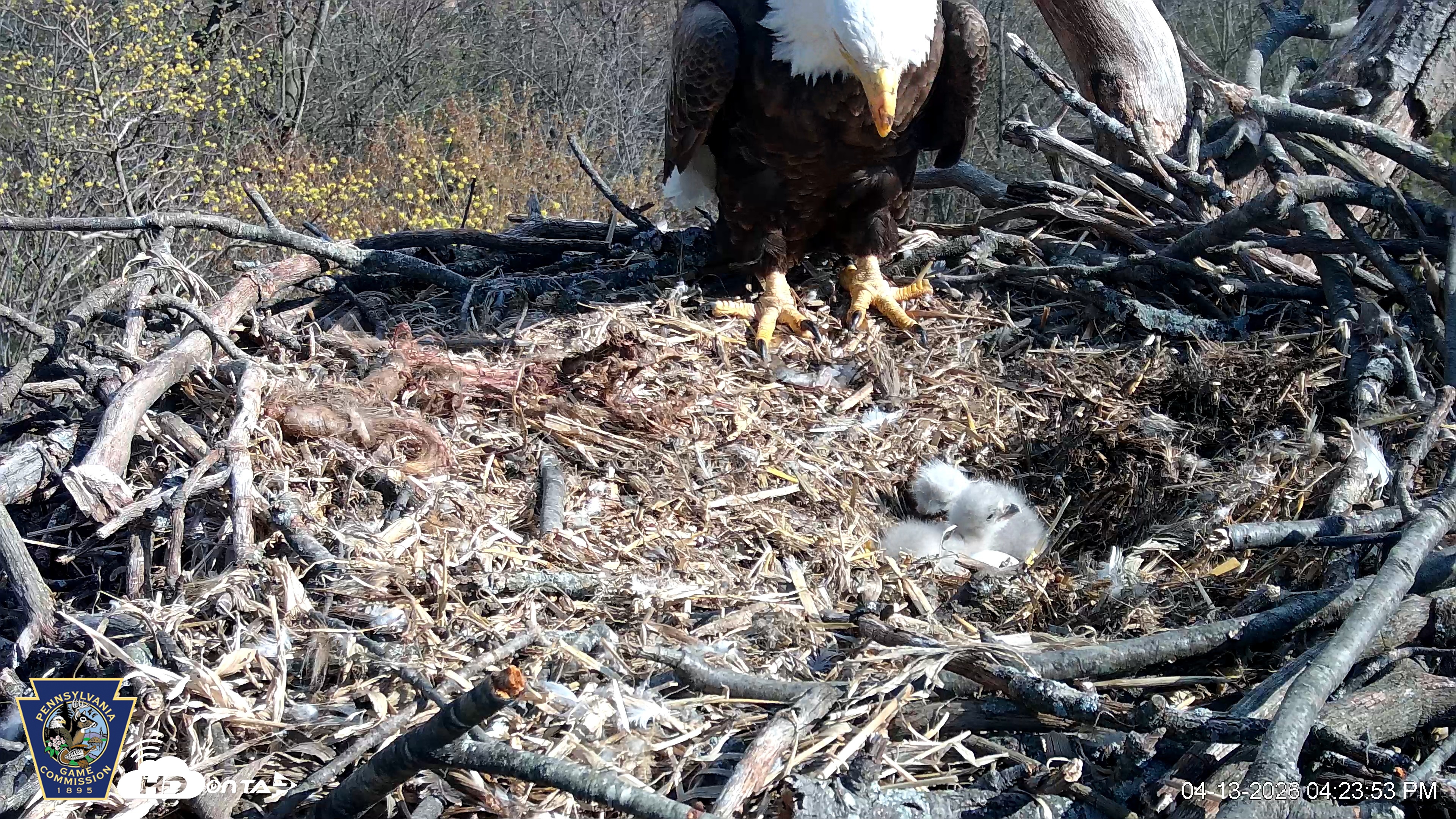 Snapshot of Hanover Eagles Live Cam taken Apr 13, 2026, 4:24pm EDT