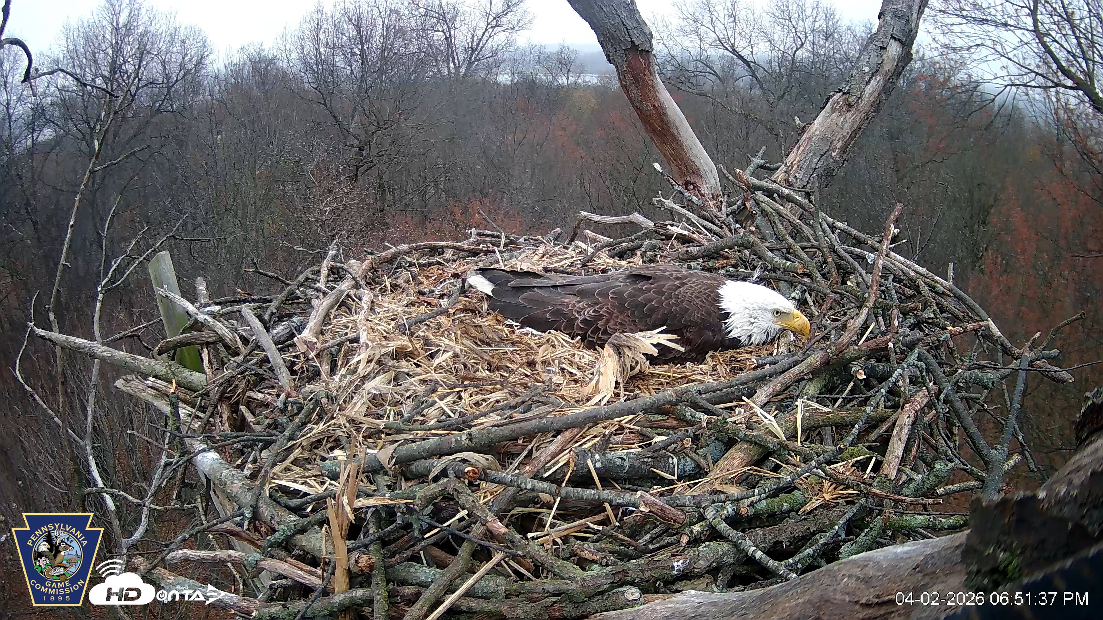 Snapshot of Hanover Eagles Live Cam taken Apr 2, 2026, 6:52pm EDT