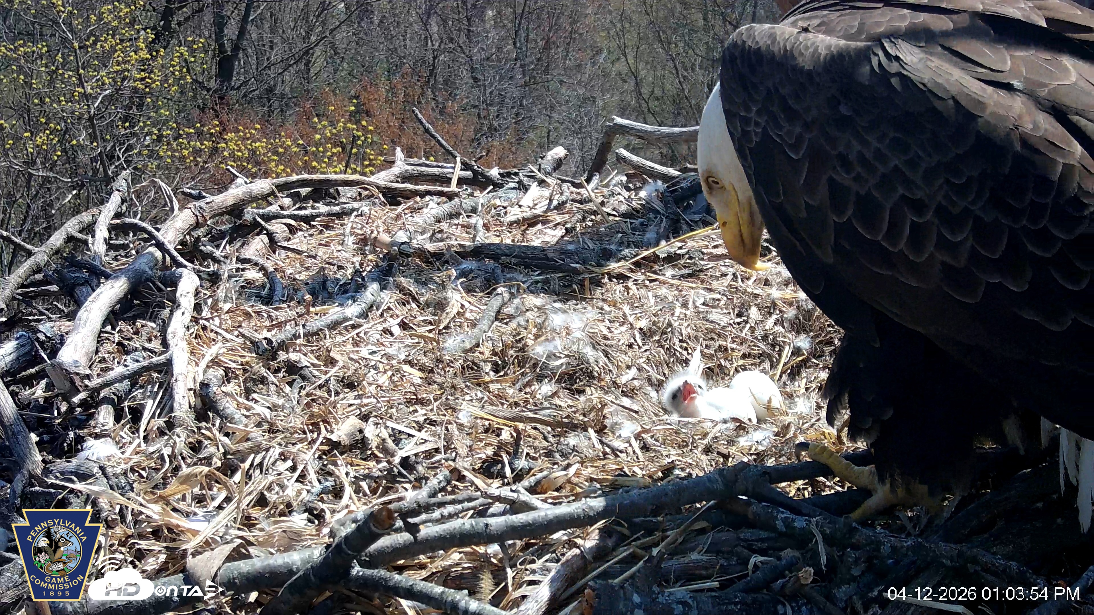 Snapshot of Hanover Eagles Live Cam taken Apr 12, 2026, 1:04pm EDT