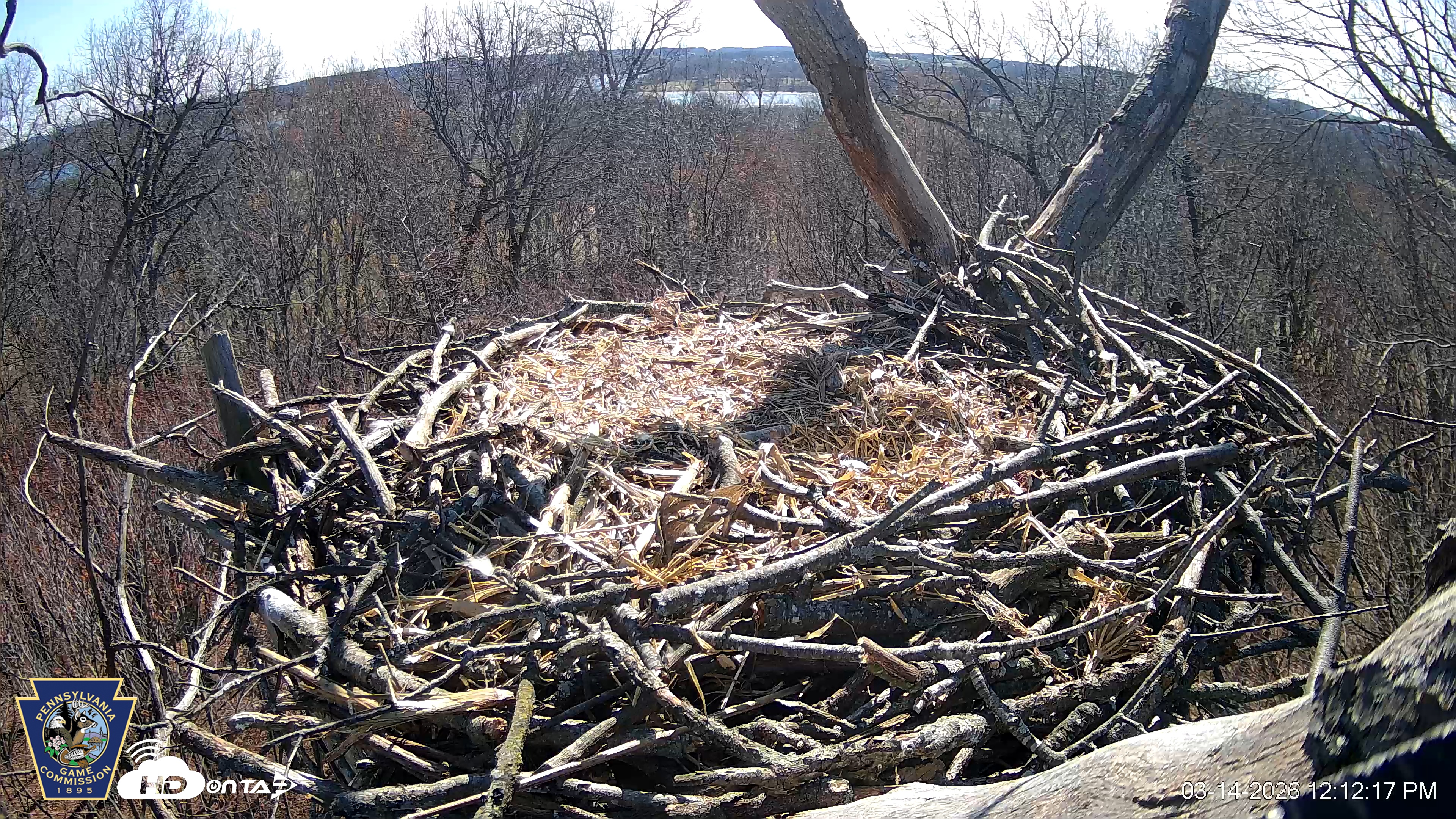 Snapshot of Hanover Eagles Live Cam taken Mar 14, 2026, 12:12pm EDT