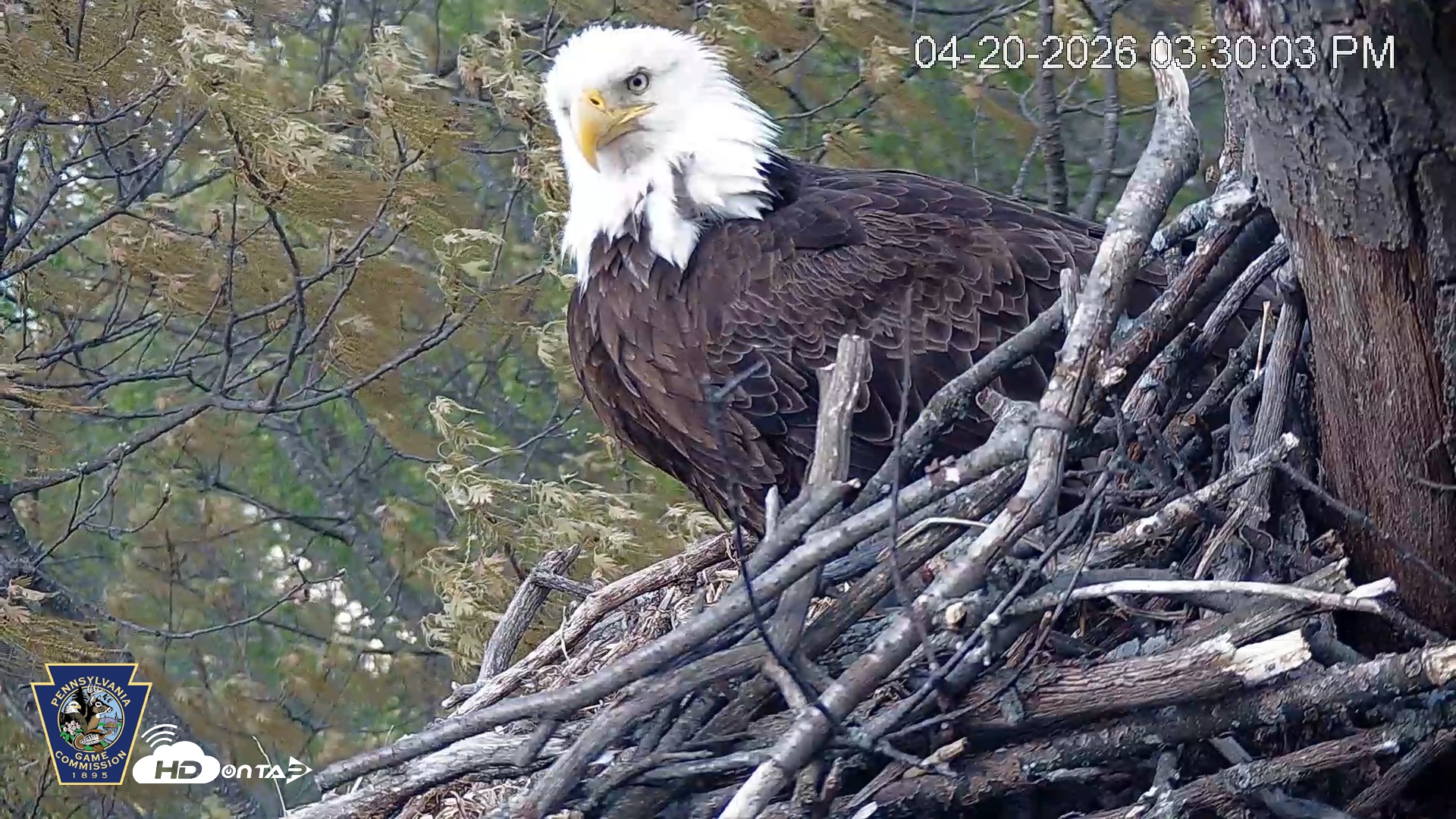 Snapshot of Hanover Eagles Live Cam taken Apr 20, 2026, 3:30pm EDT