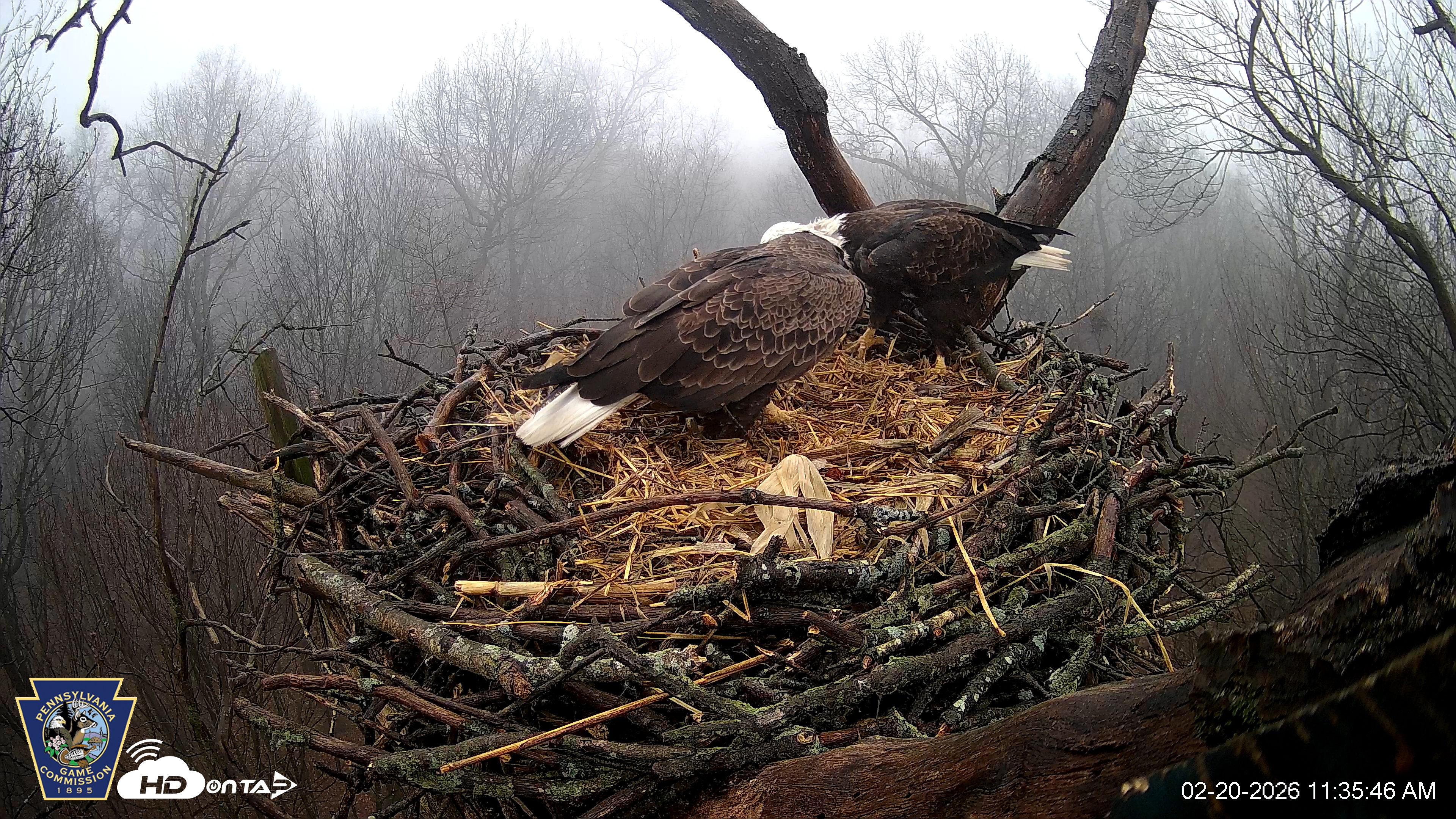 Snapshot of Hanover Eagles Live Cam taken Feb 20, 2026, 11:35am EST