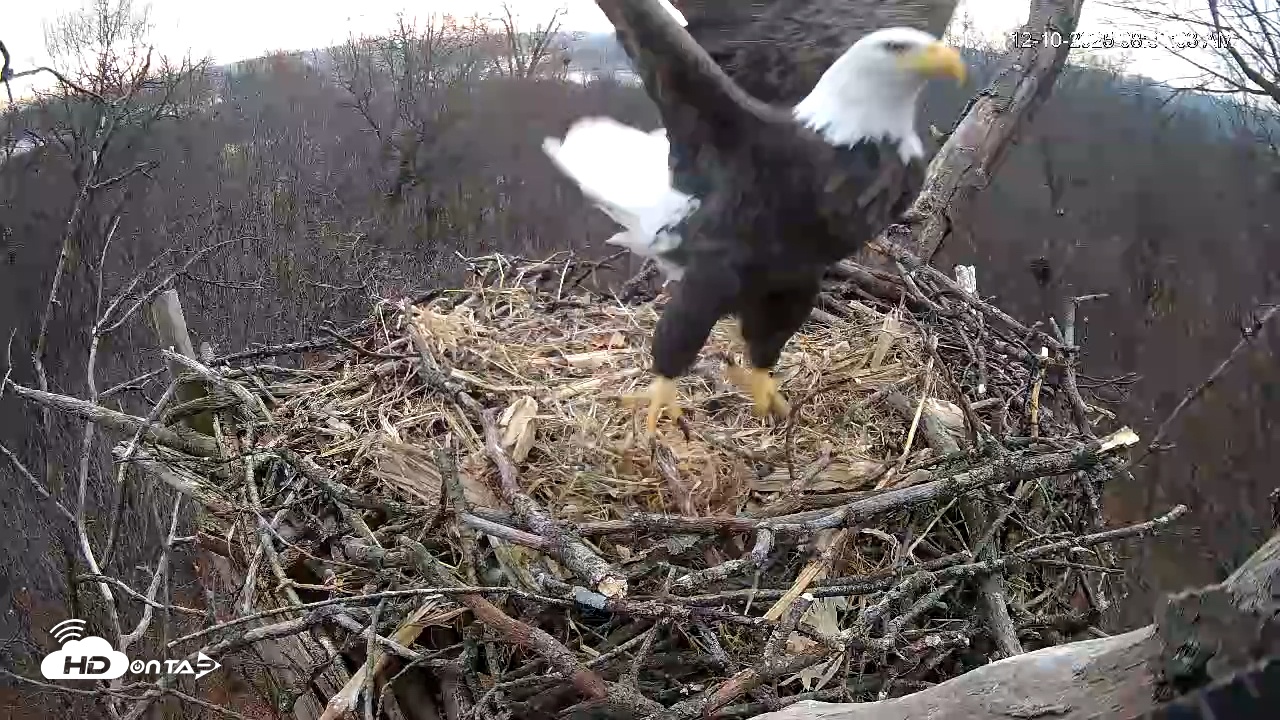 Snapshot of Hanover Eagles Live Cam taken Dec 10, 2025, 8:31am EST
