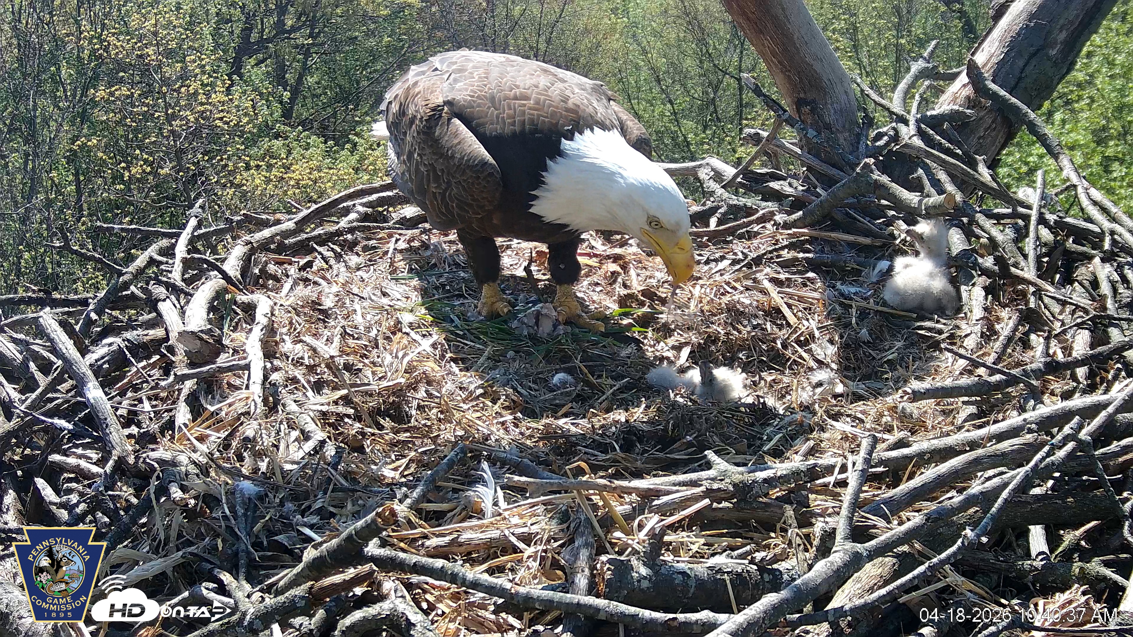 Snapshot of Hanover Eagles Live Cam taken Apr 18, 2026, 10:40am EDT