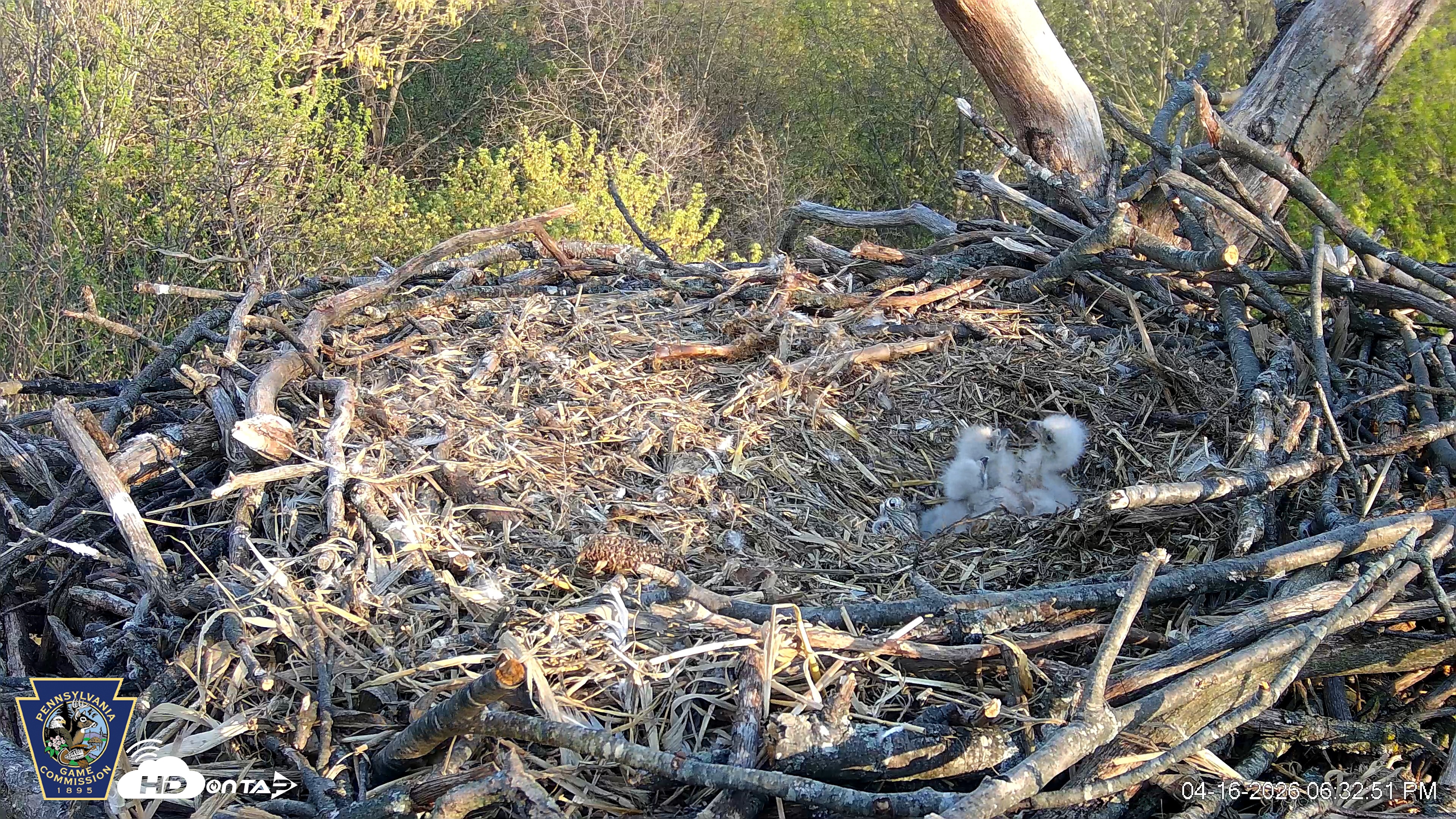 Snapshot of Hanover Eagles Live Cam taken Apr 16, 2026, 6:33pm EDT