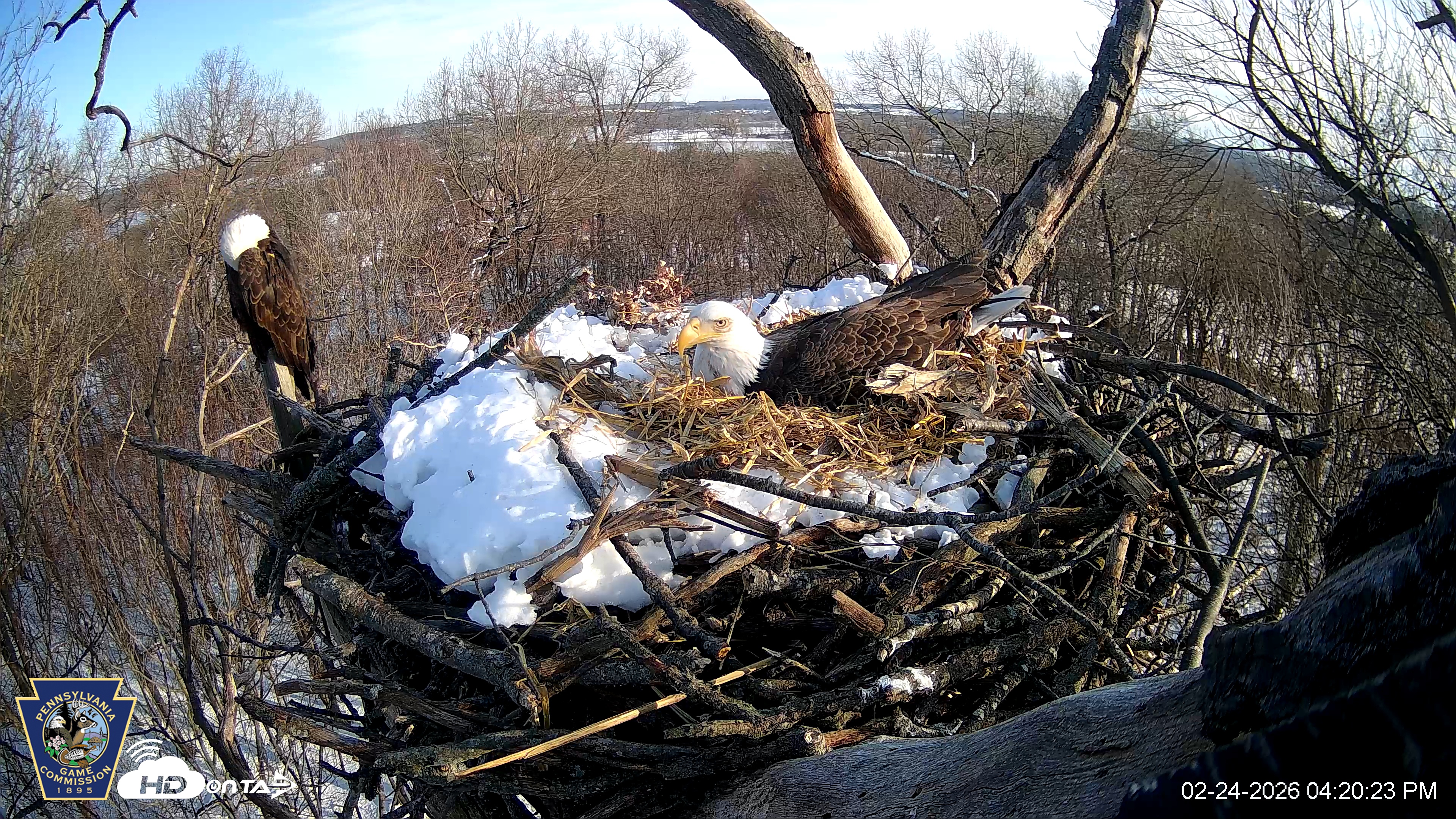 Snapshot of Hanover Eagles Live Cam taken Feb 24, 2026, 4:21pm EST