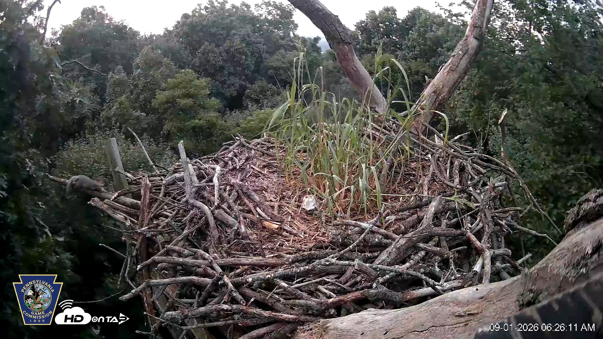 Snapshot of Hanover Eagles Live Cam taken Sep 1, 2026, 6:26am EDT