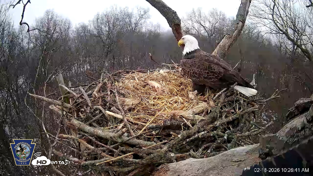 Snapshot of Hanover Eagles Live Cam taken Feb 18, 2026, 10:26am EST