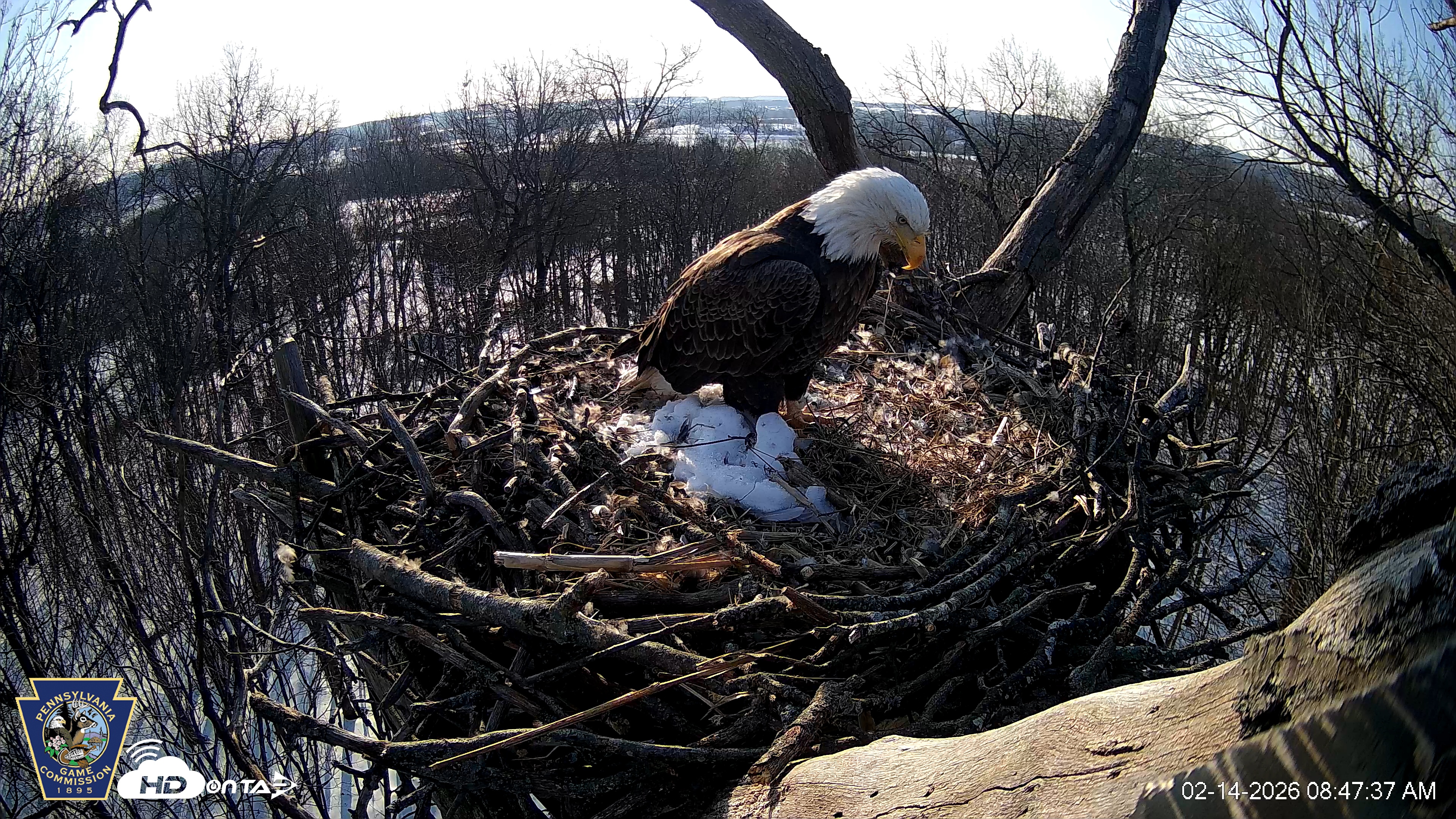Snapshot of Hanover Eagles Live Cam taken Feb 14, 2026, 8:48am EST
