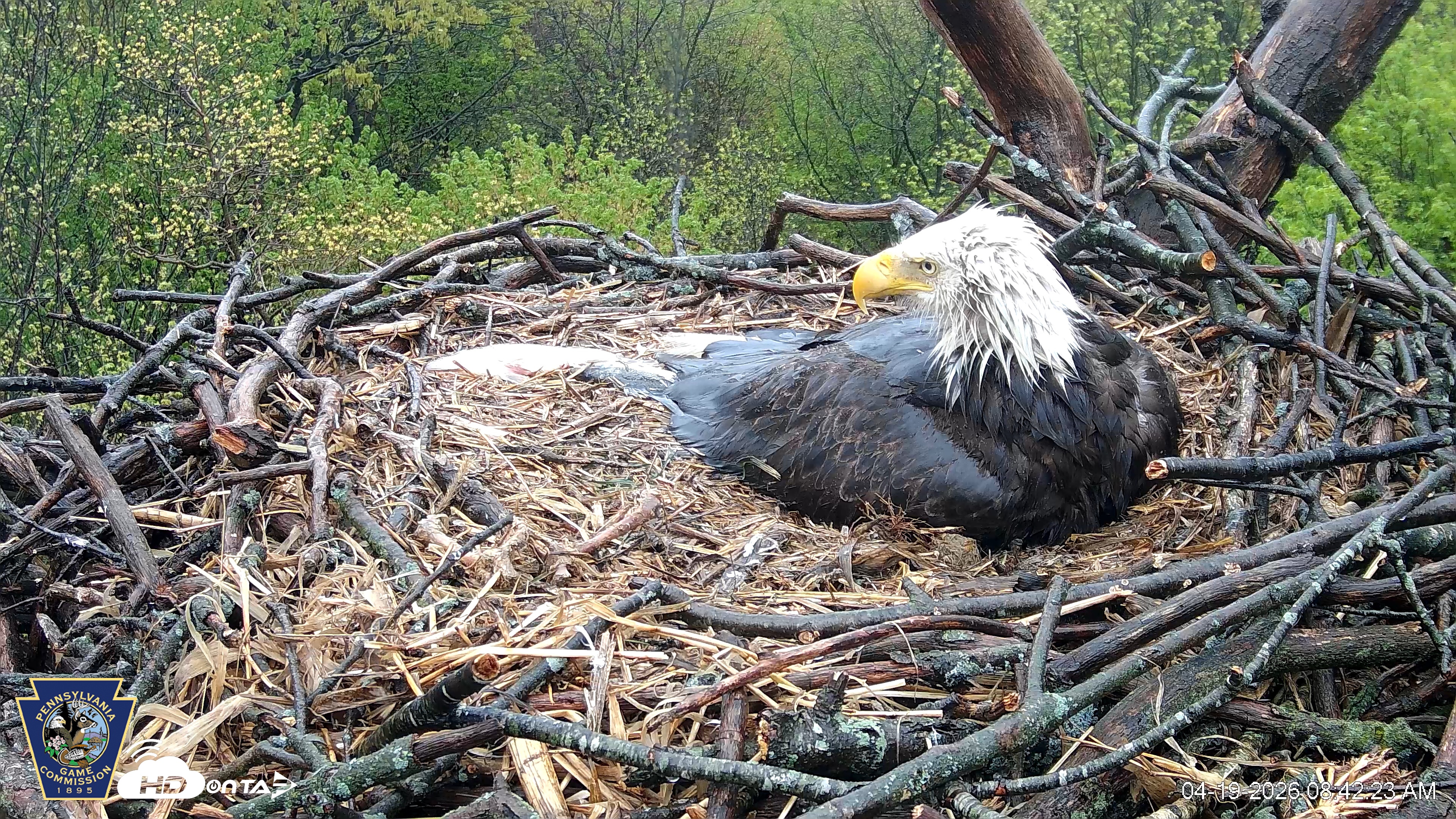 Snapshot of Hanover Eagles Live Cam taken Apr 19, 2026, 8:42am EDT