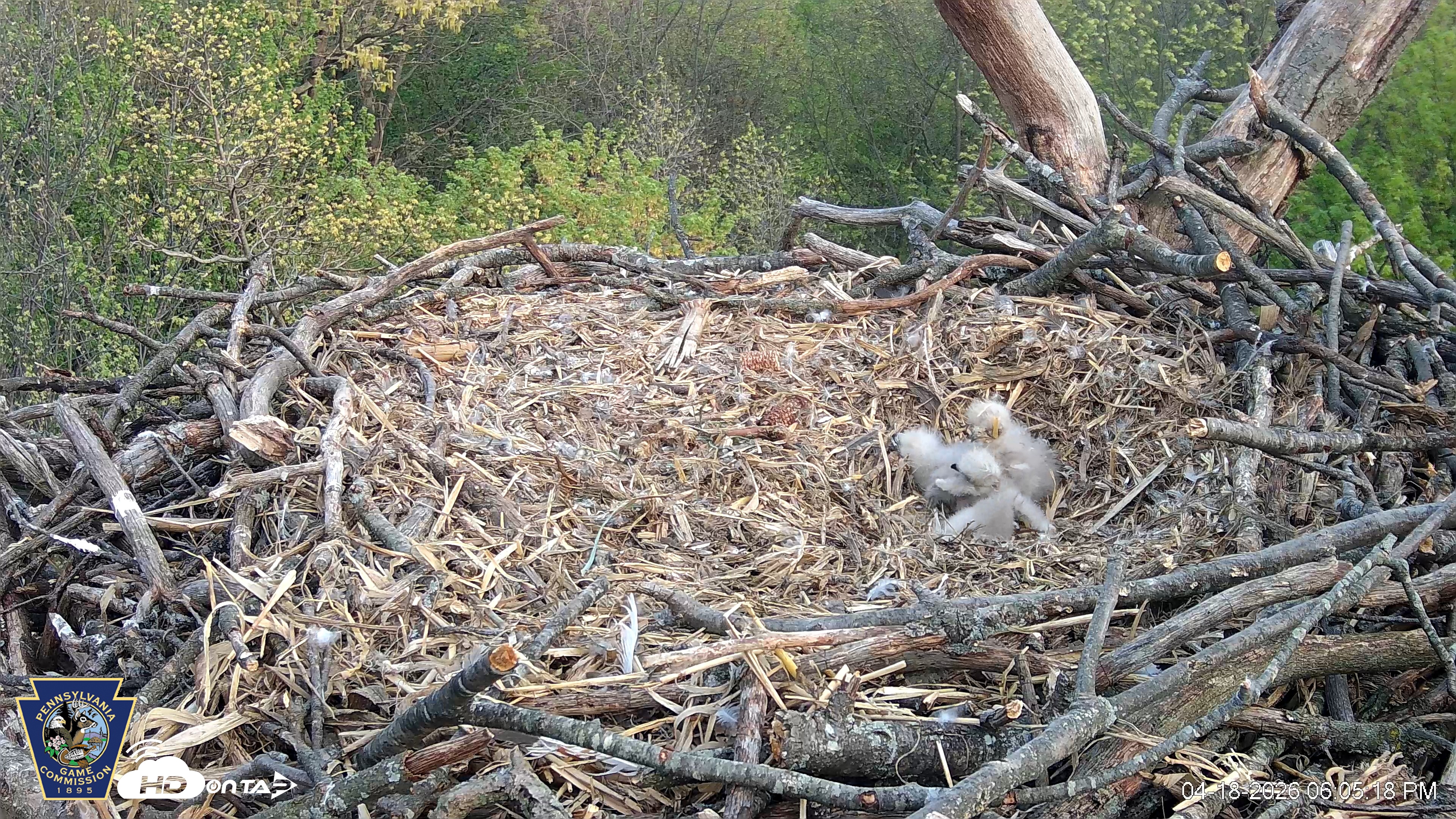 Snapshot of Hanover Eagles Live Cam taken Apr 18, 2026, 6:05pm EDT